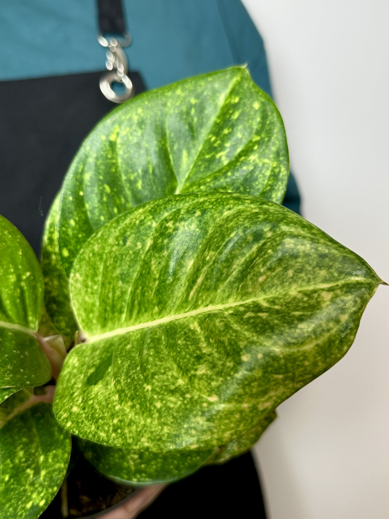 Аглаонема Эпл Грин (Aglaonema Apple Green) D12см