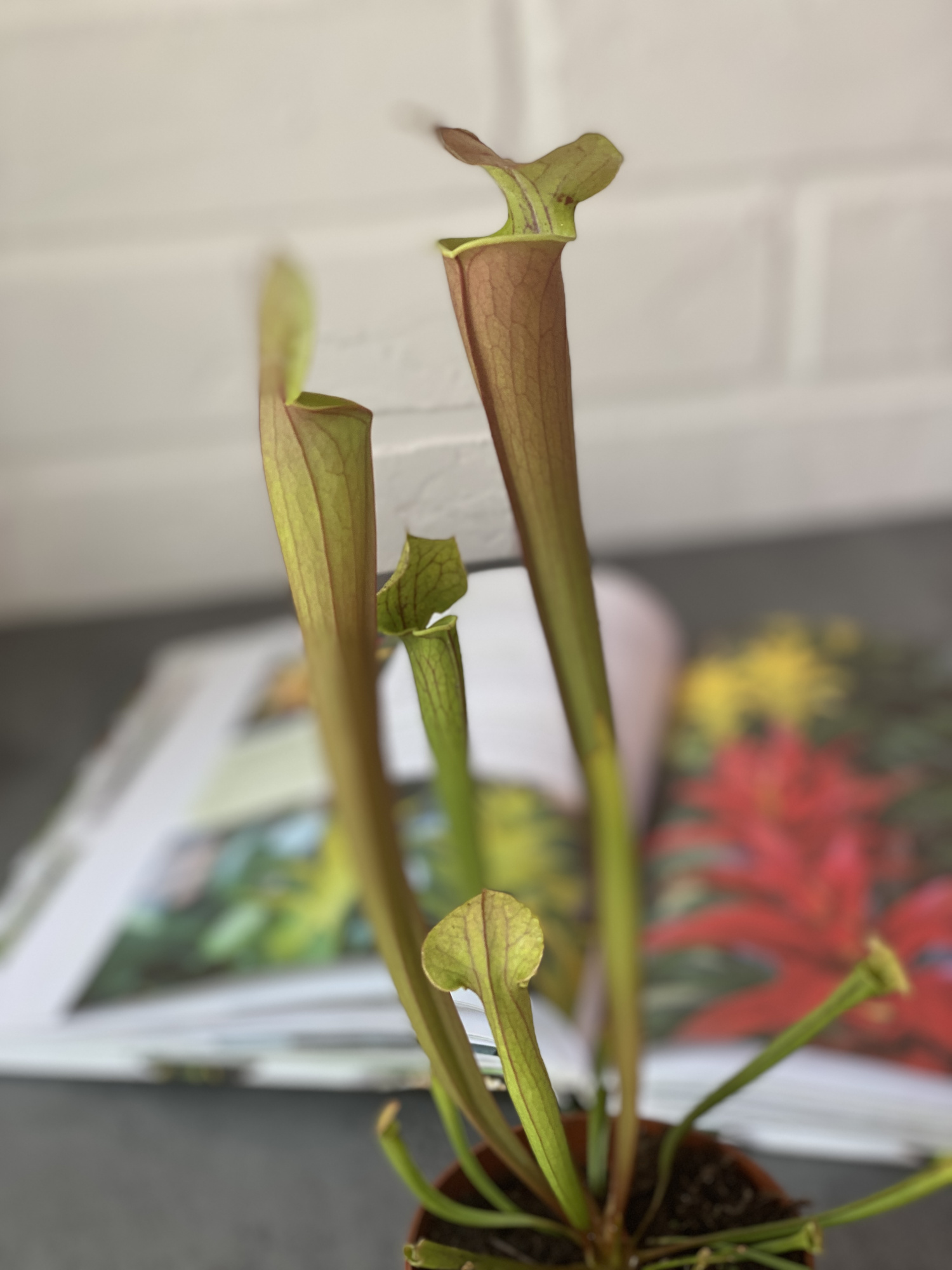 Саррацения Тиго (Sarracenia Tygo) D9см
