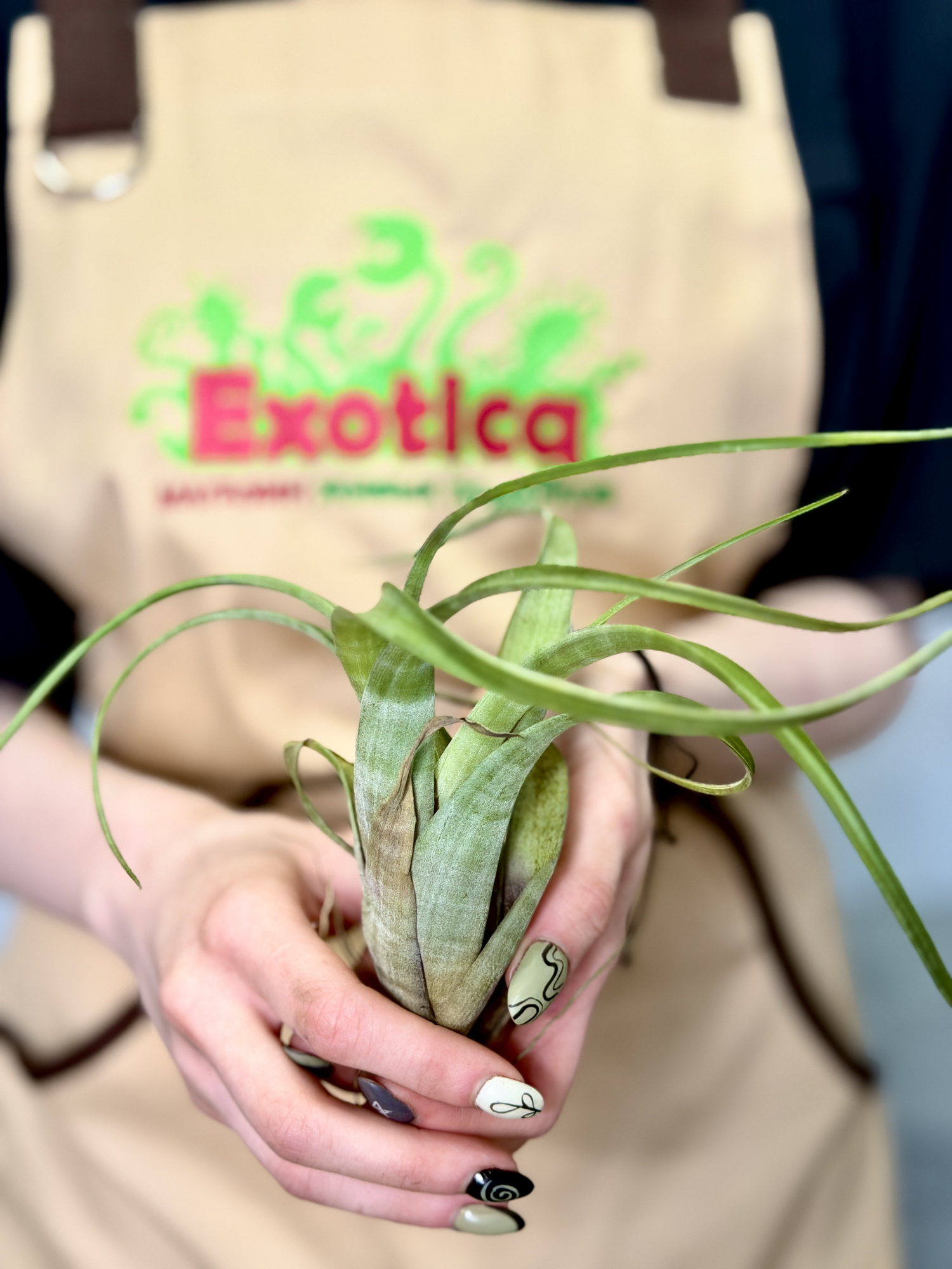 Тилландсия Суринейм (Tillandsia Suriname)