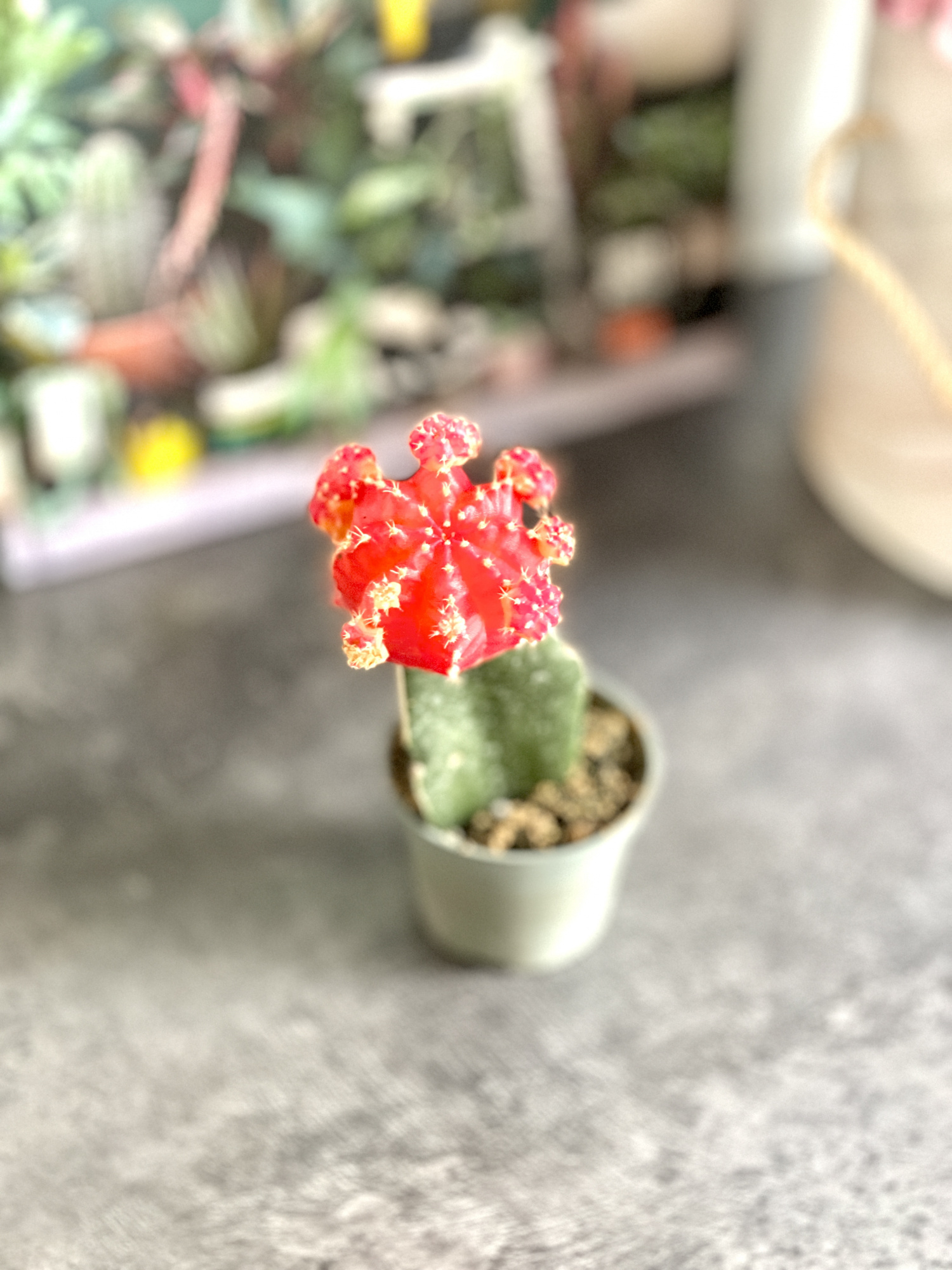Гимнокалициум Михановича Оранжевый (Gymnocalycium Mihanovichii Orange) D5см
