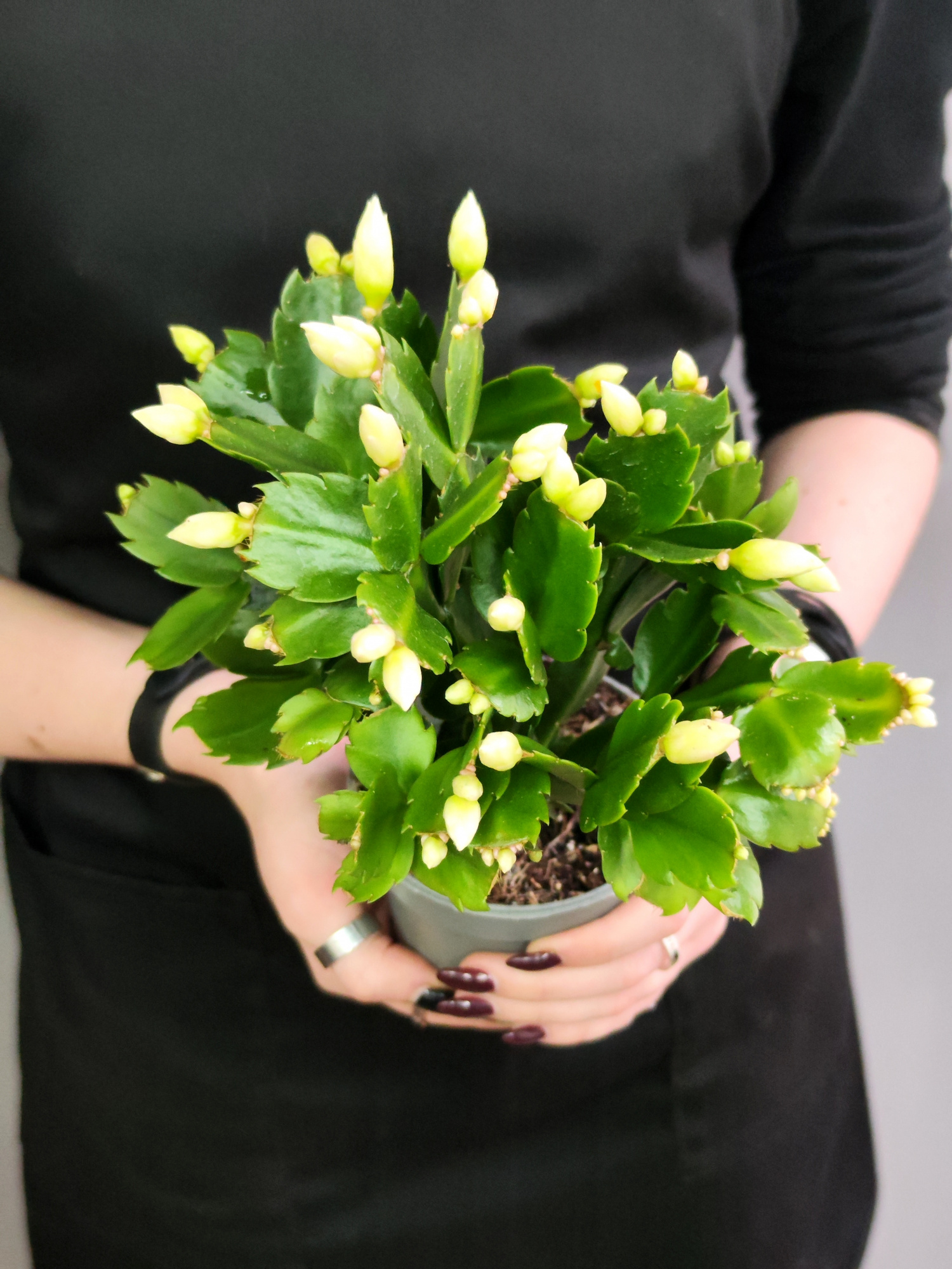 Декабрист Белый, или Шлюмбергера (Schlumbergera Tendenza White) D9см