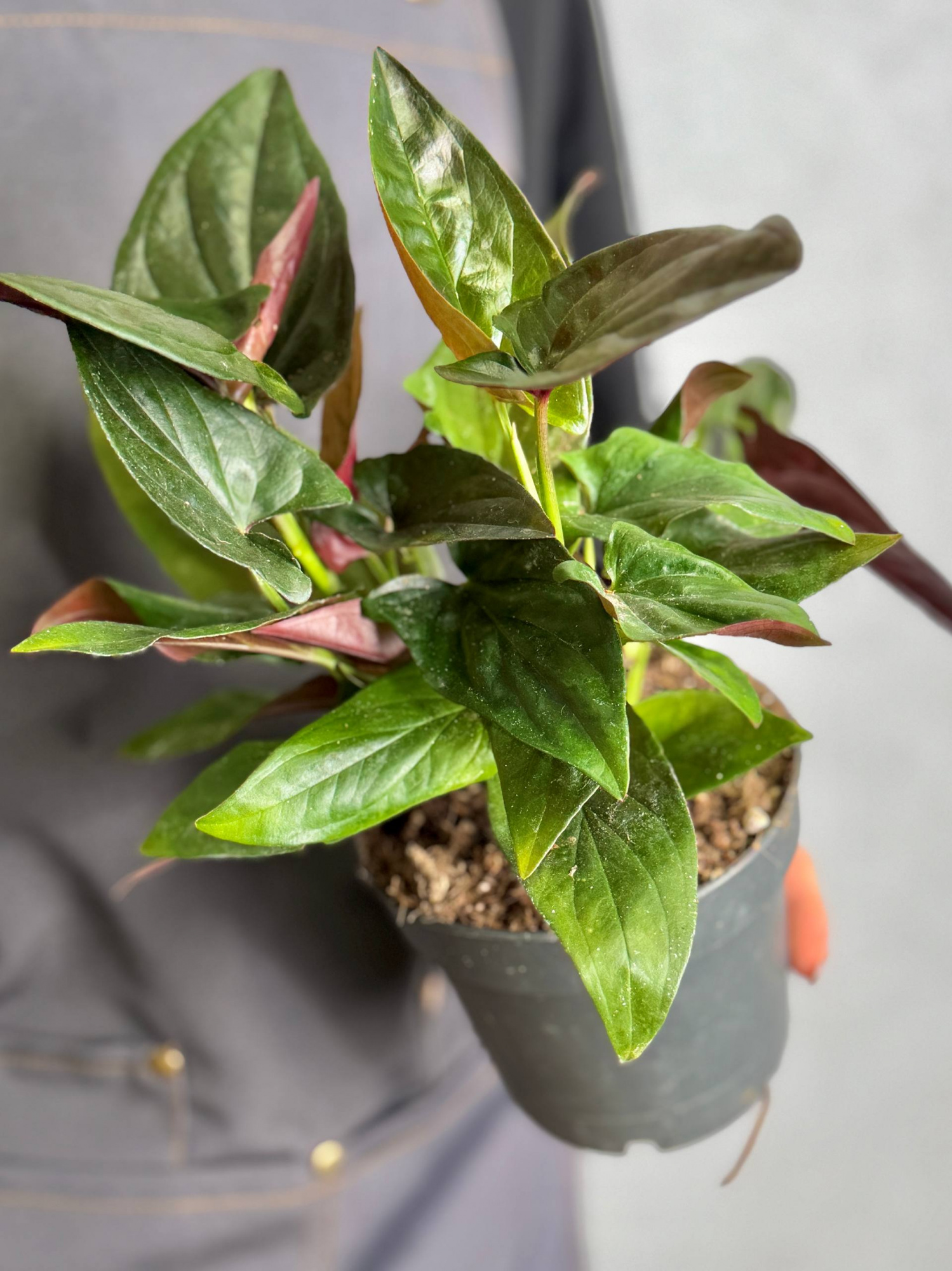 Сингониум  Красная Стрела, или Эритрофиллум Ред Эрроу (Syngonium Erythrophyllum Red Arrow) D12см