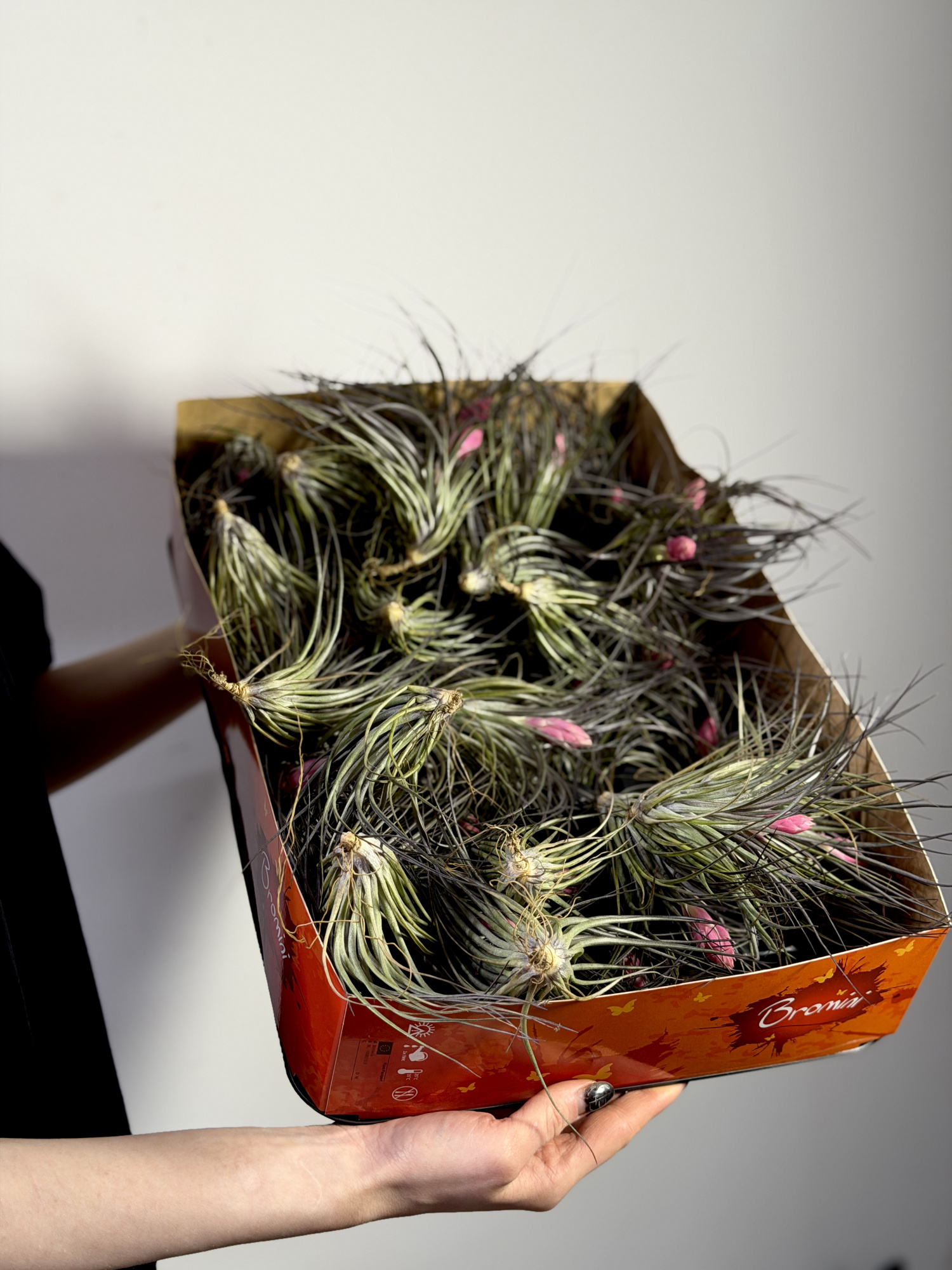 Тилландсия Стрикта Миднайт (Tillandsia Stricta Midnight)
