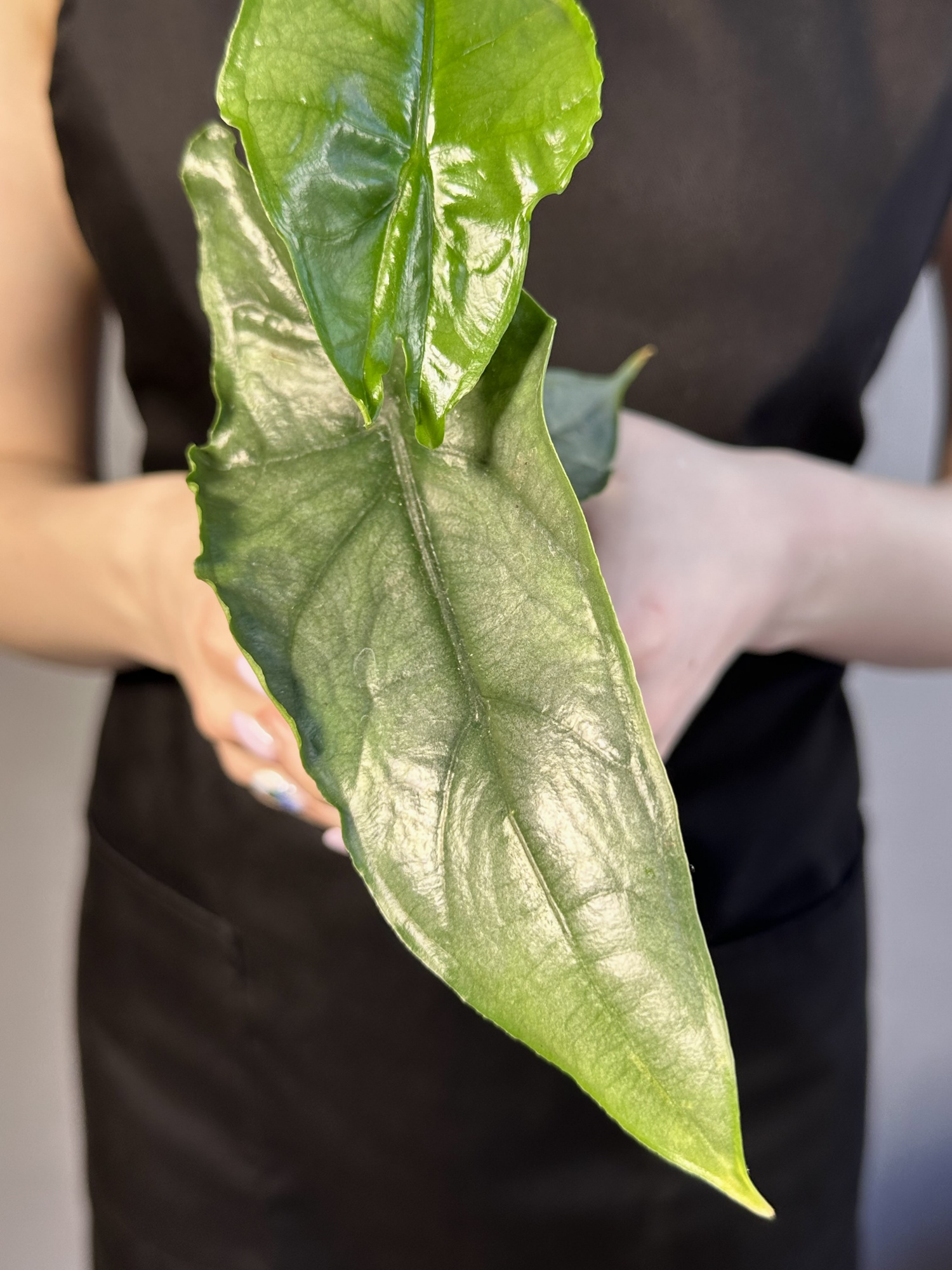 Алоказия Хетерофилла Дыхание Дракона (Alocasia Heterophylla Dragon’s Breath) D6см