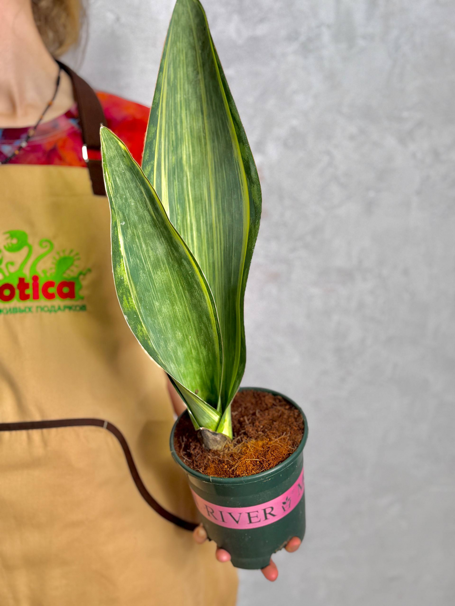 Сансевиерия Масониана Ауреа Вариегата (Sansevieria Masoniana Aurea Variegata) D14см