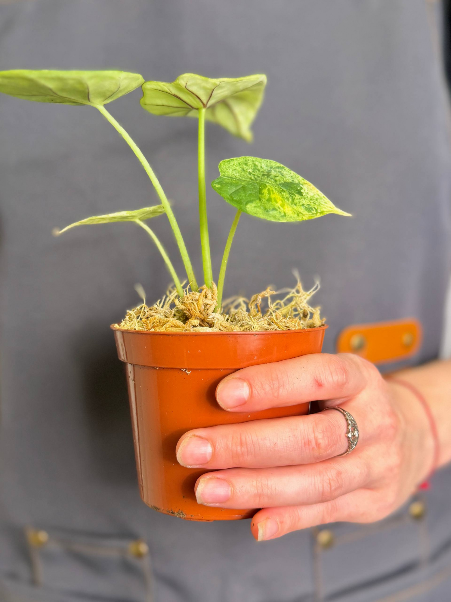 Алоказия Драгон Скейл Минт Вариегатная (Alocasia Dragon Scale Mint Variegata) D9см