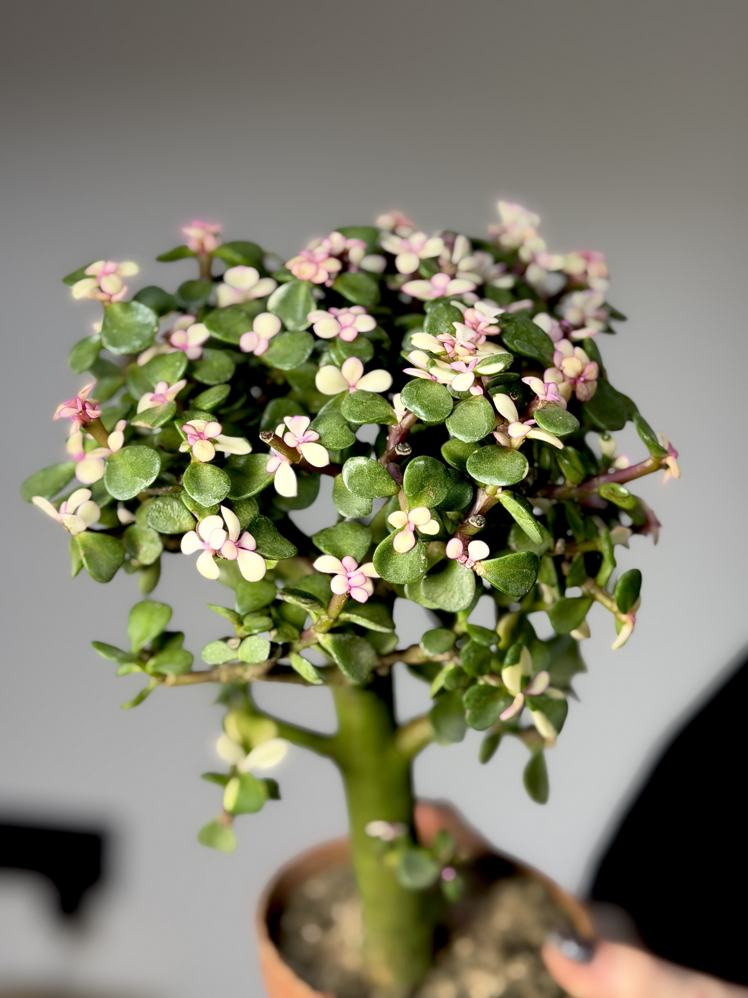 Портулакария Афра, Цветущее Дерево (Portulacaria Afra) D10см