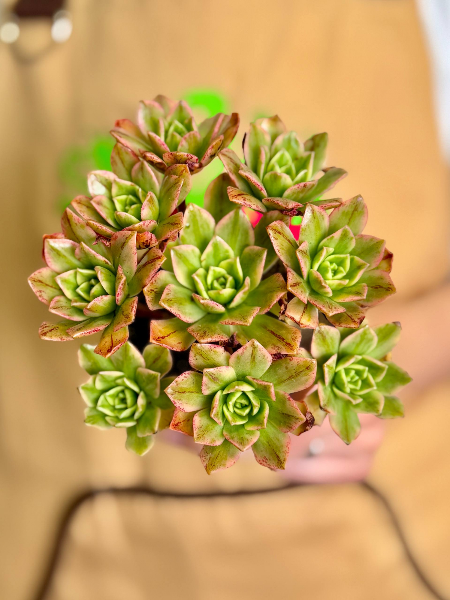 Эониум Вариегатный Бронзовая Медаль (Aeonium Bronze Medal Variegata) D8,5см