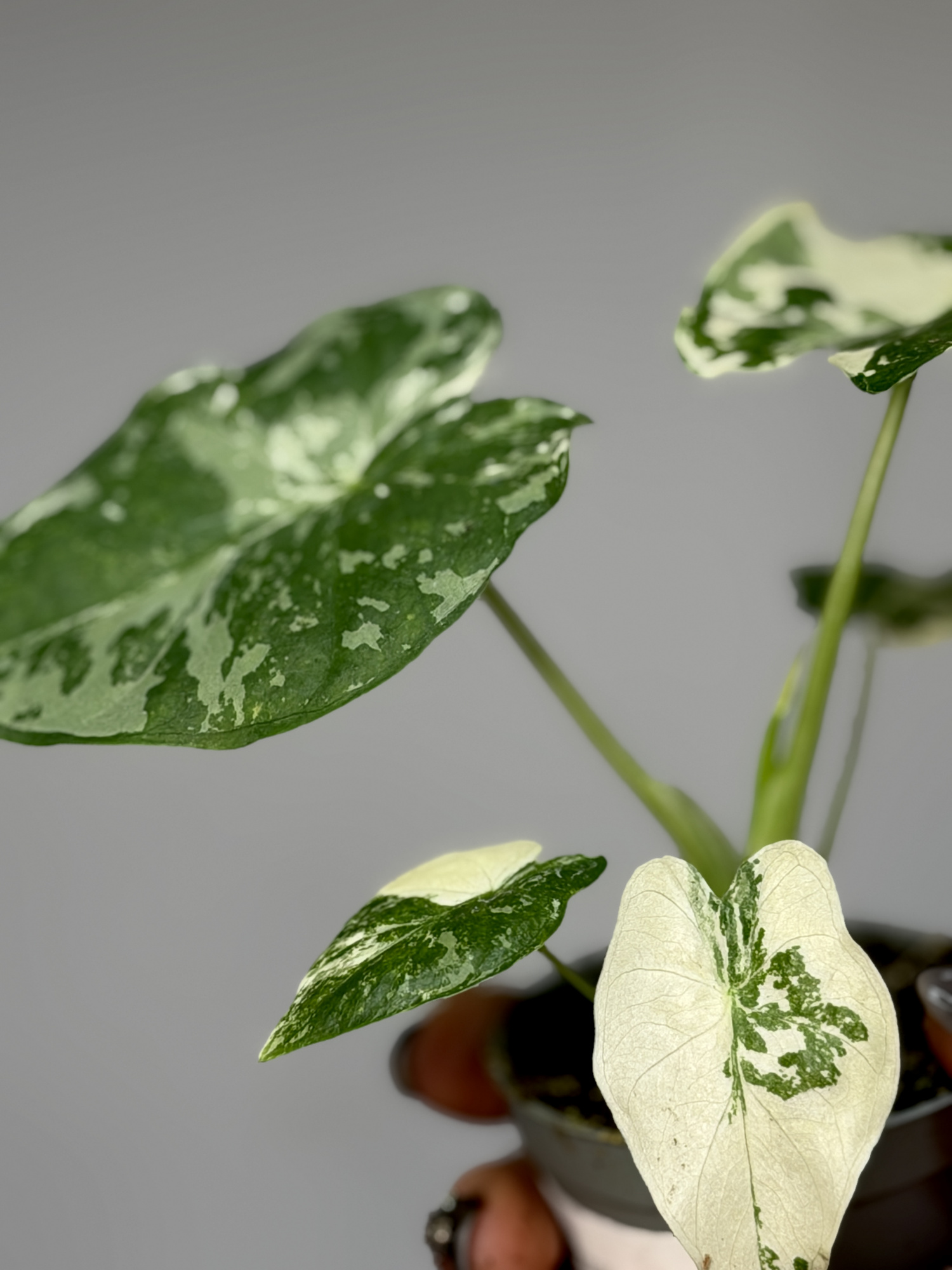 Алоказия Гагеана Альба Вариегатная (Alocasia Gageana Albo Variegata) D6см