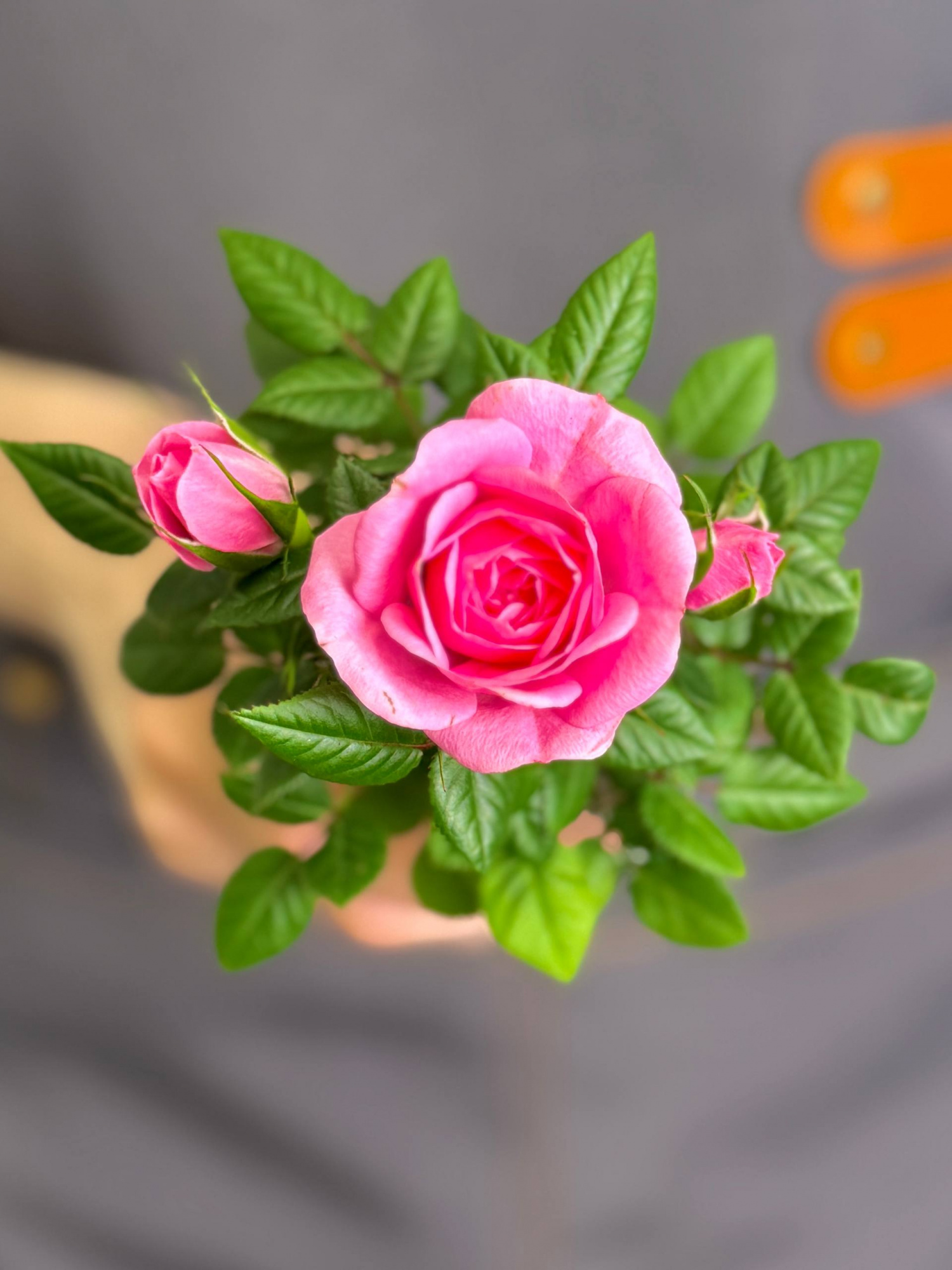 Роза Даника комнатная светло - розовая (Rosa Danica Light Pink) D6см