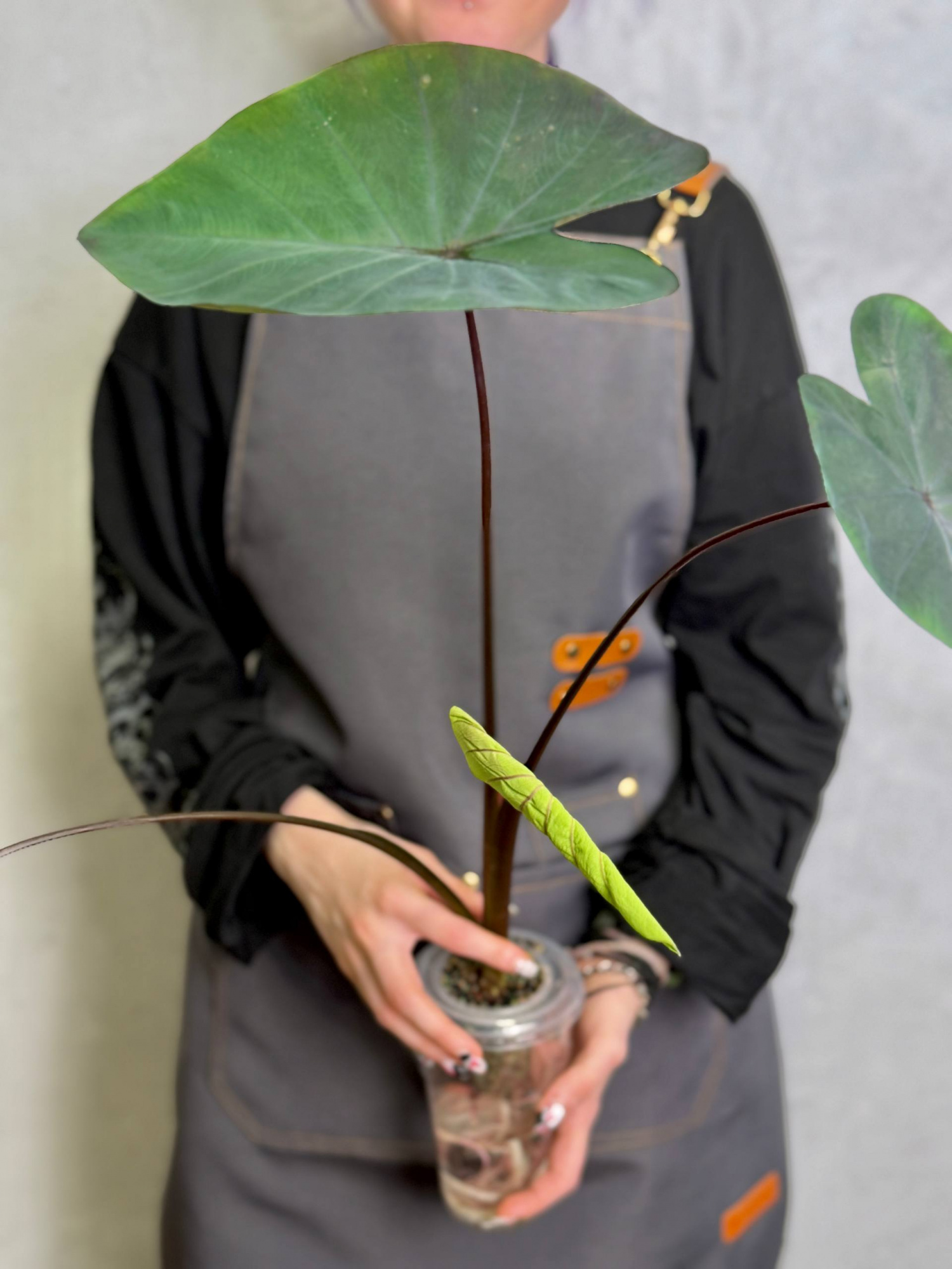 Колоказия Блэк Мэджик (Colocasia Black Magic) D10см