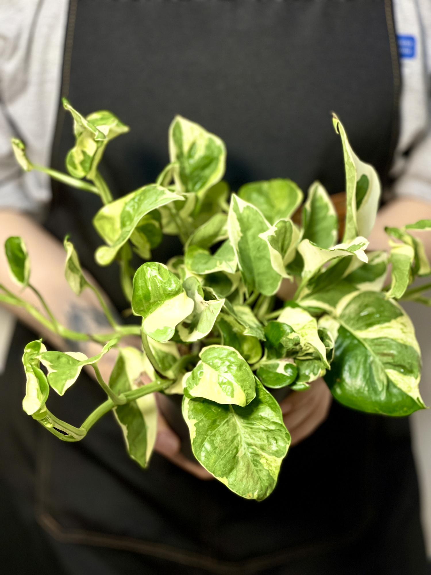 Эпипремнум Энджой (Epipremnum Njoy) D12см
