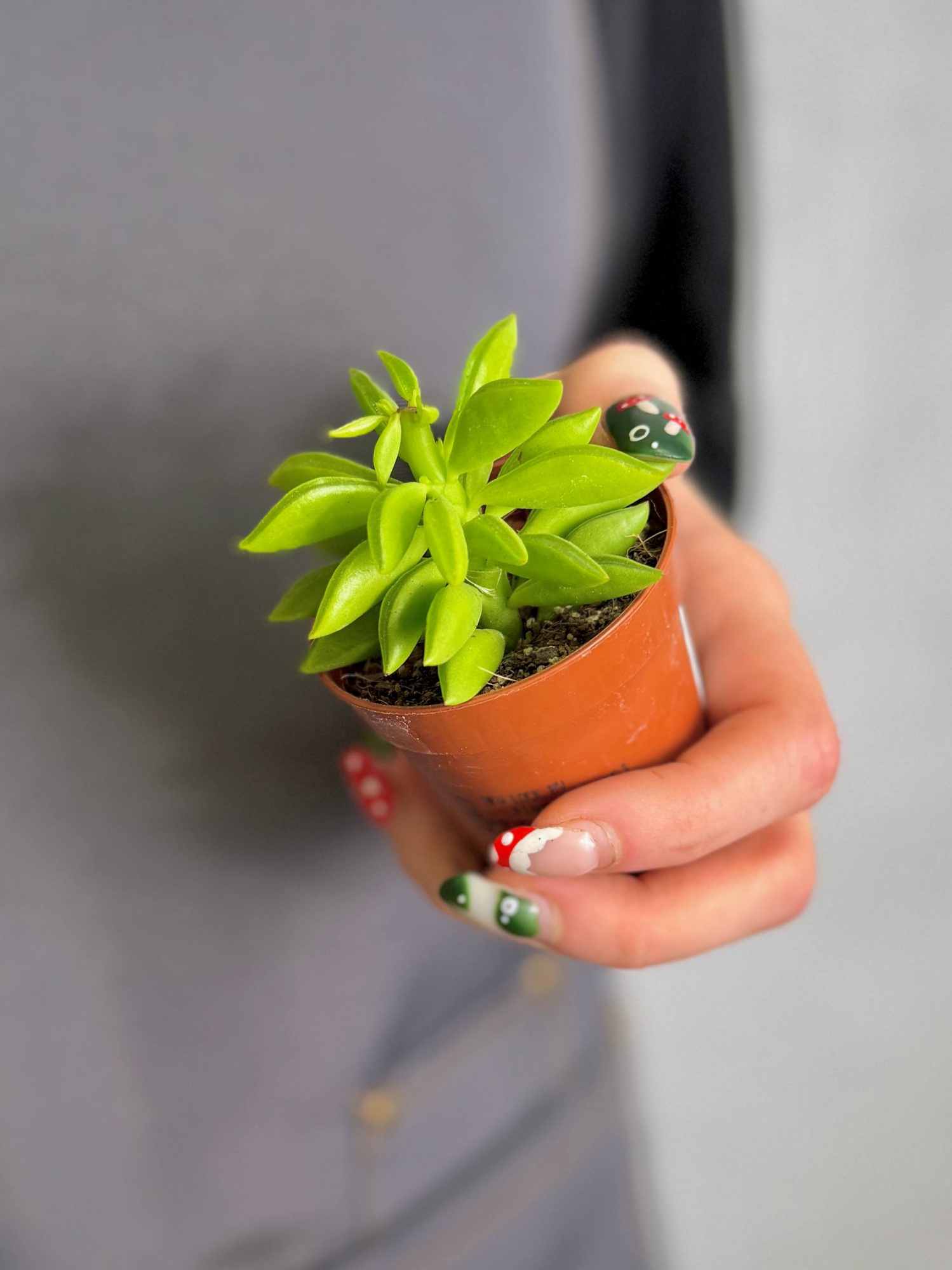 Пеперомия Хэппи Бин (Peperomia Happy Bean) D5см