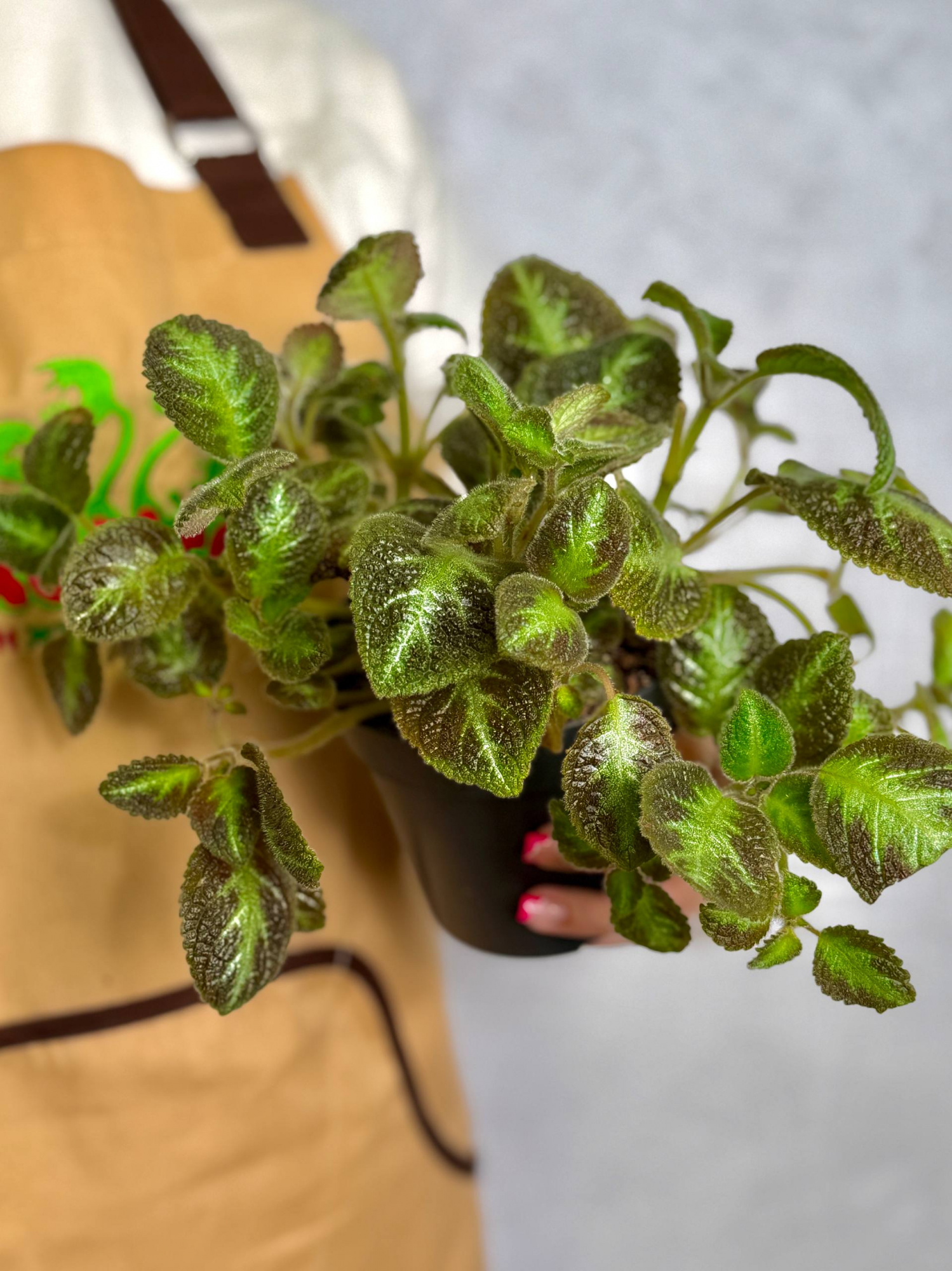Эписция Розовая Пантера (Episcia Pink Panther) D12см