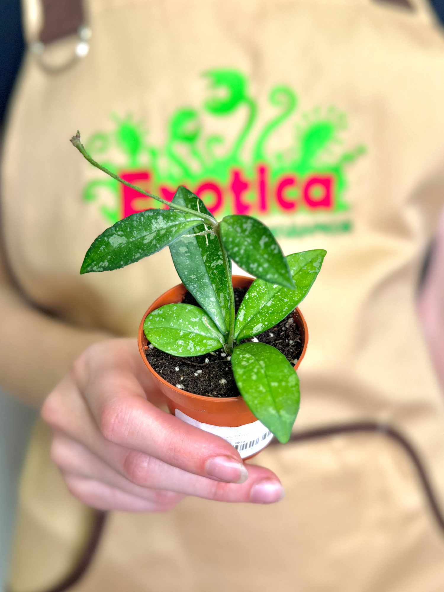 Хойя Крассиопетиолата Сплеш (Hoya Crassipetiolata Splash) D6см