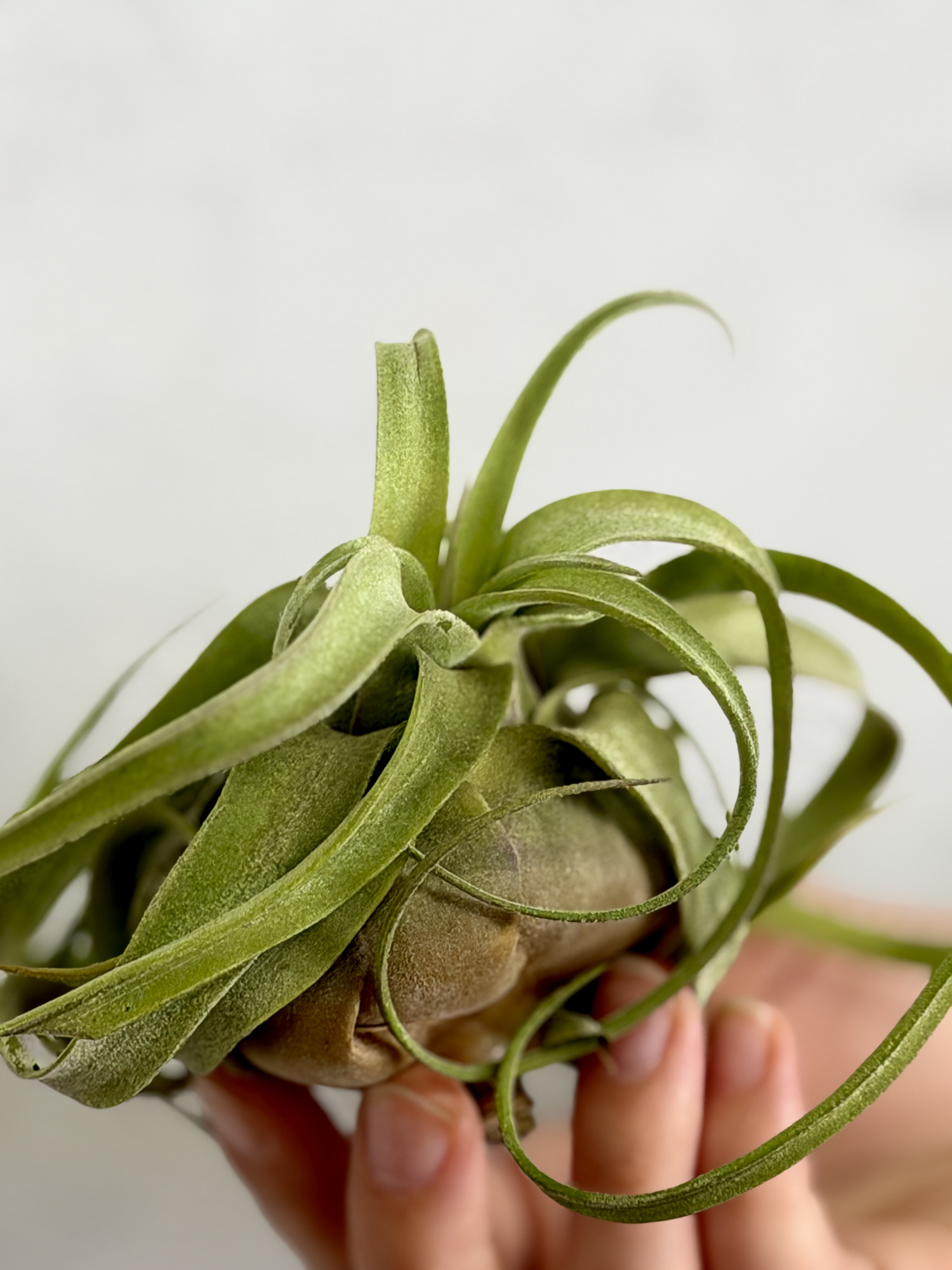 Тилландсия Стрептофилла (Tillandsia Streptophylla)