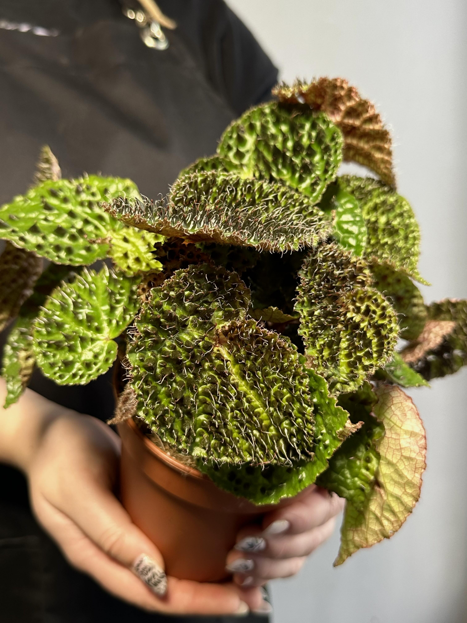 Бегония Ферокс, или Бегония Тролль (Begonia Ferox Troll) D12см