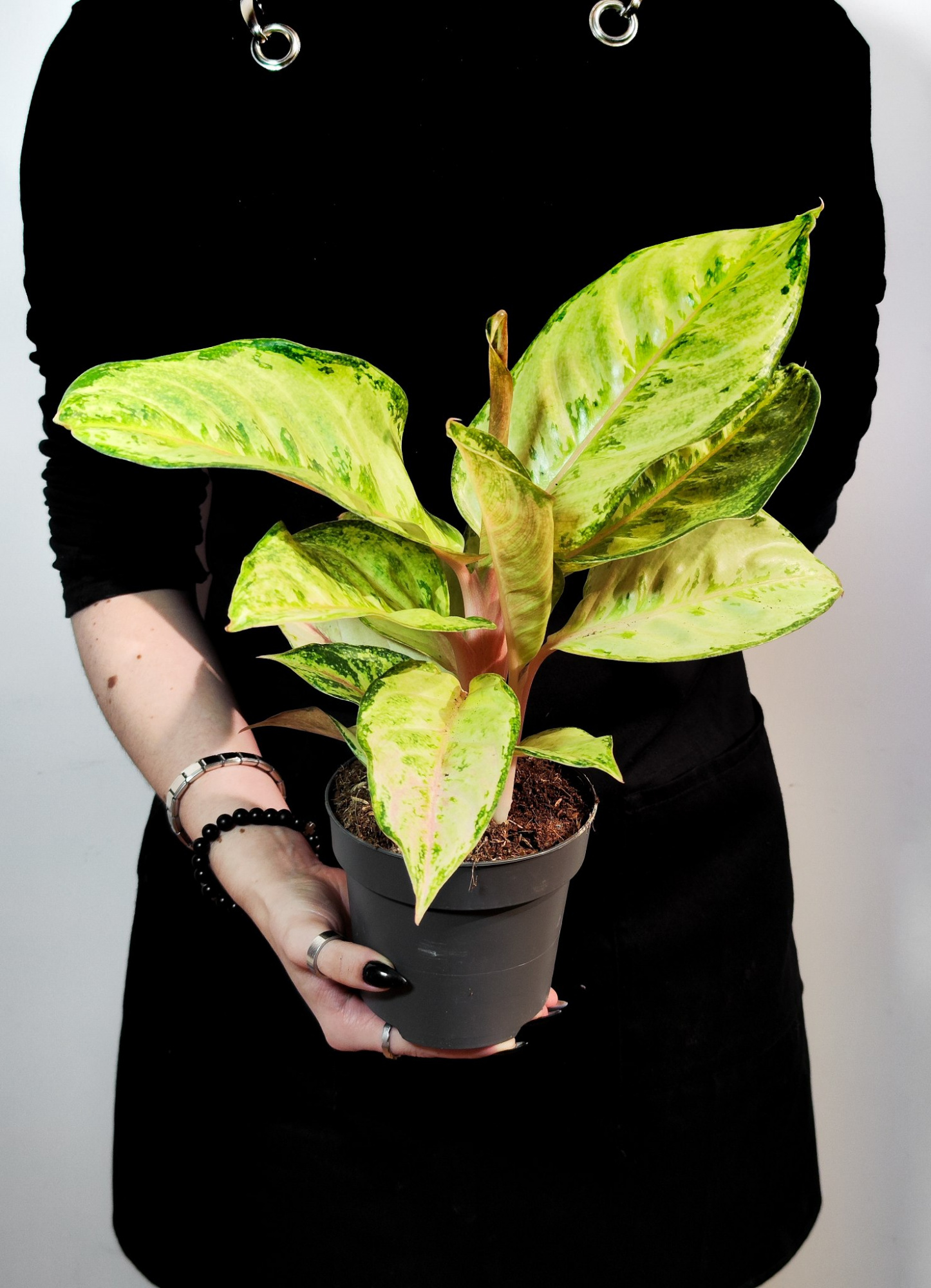 Аглаонема Корн Силк (Aglaonema Corn Silk) D12см