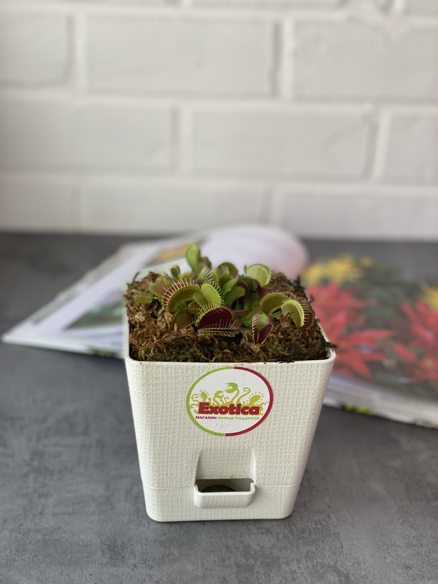 Венерина Мухоловка (Dionaea Muscipula) пересаженная D12см квадрат