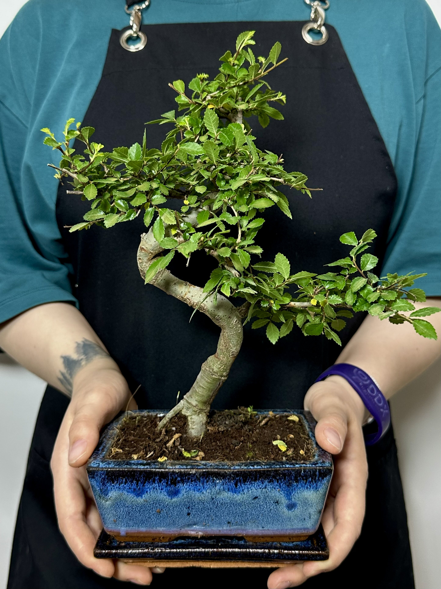 Бонсай Зелкова Извилистый (Bonsai Zelkova) D20см