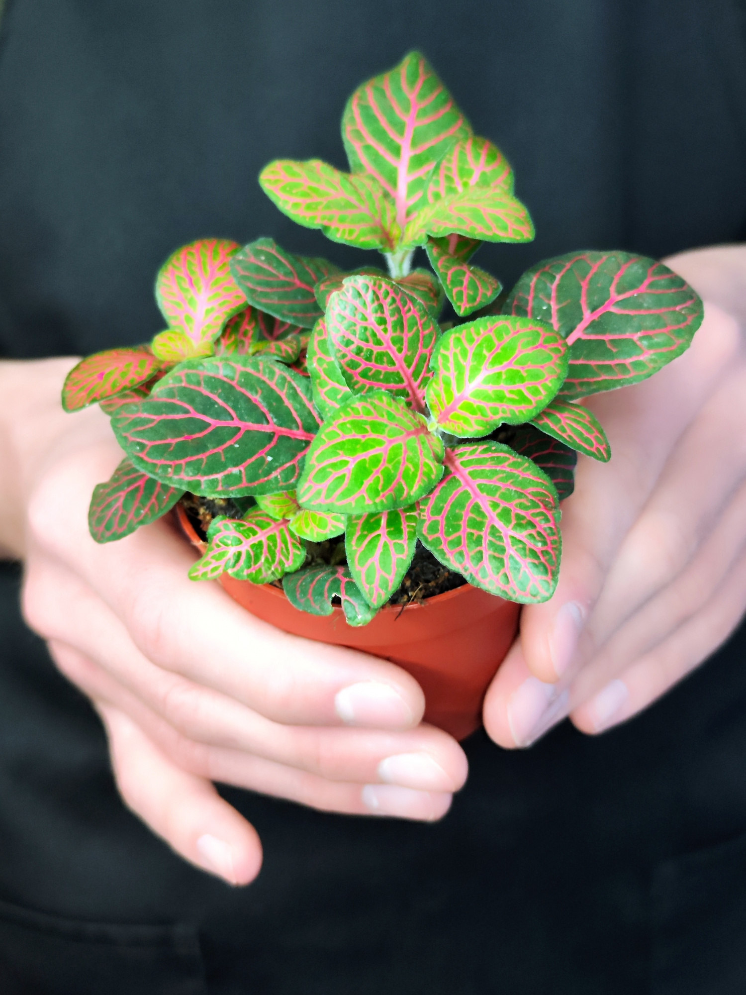 Фиттония Джоли Джосан (Fittonia Joly Josan) D8,5см
