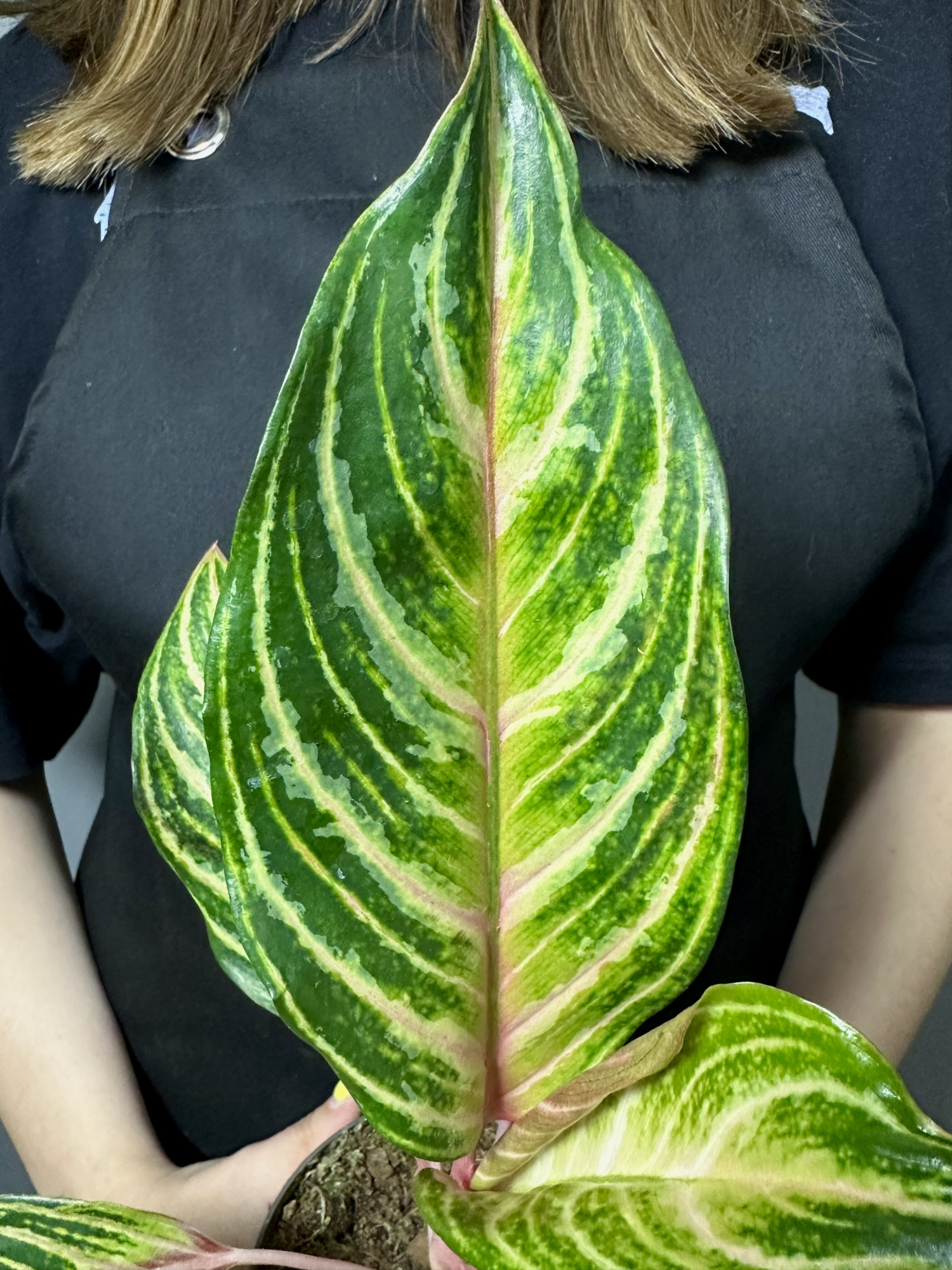 Аглаонема Дримкетчер (Aglaonema Dreamcatcher) D12см