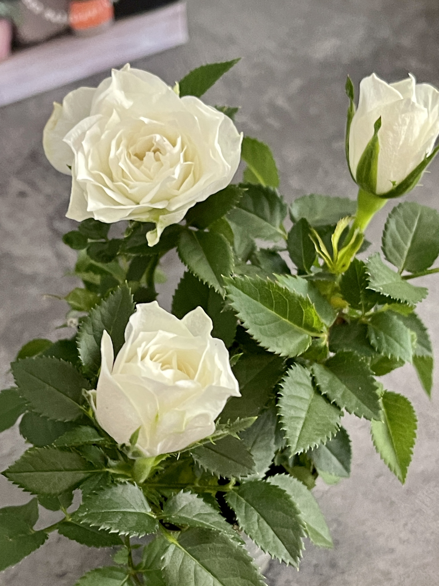 Роза Даника комнатная белая (Rosa Danica "White") D6см