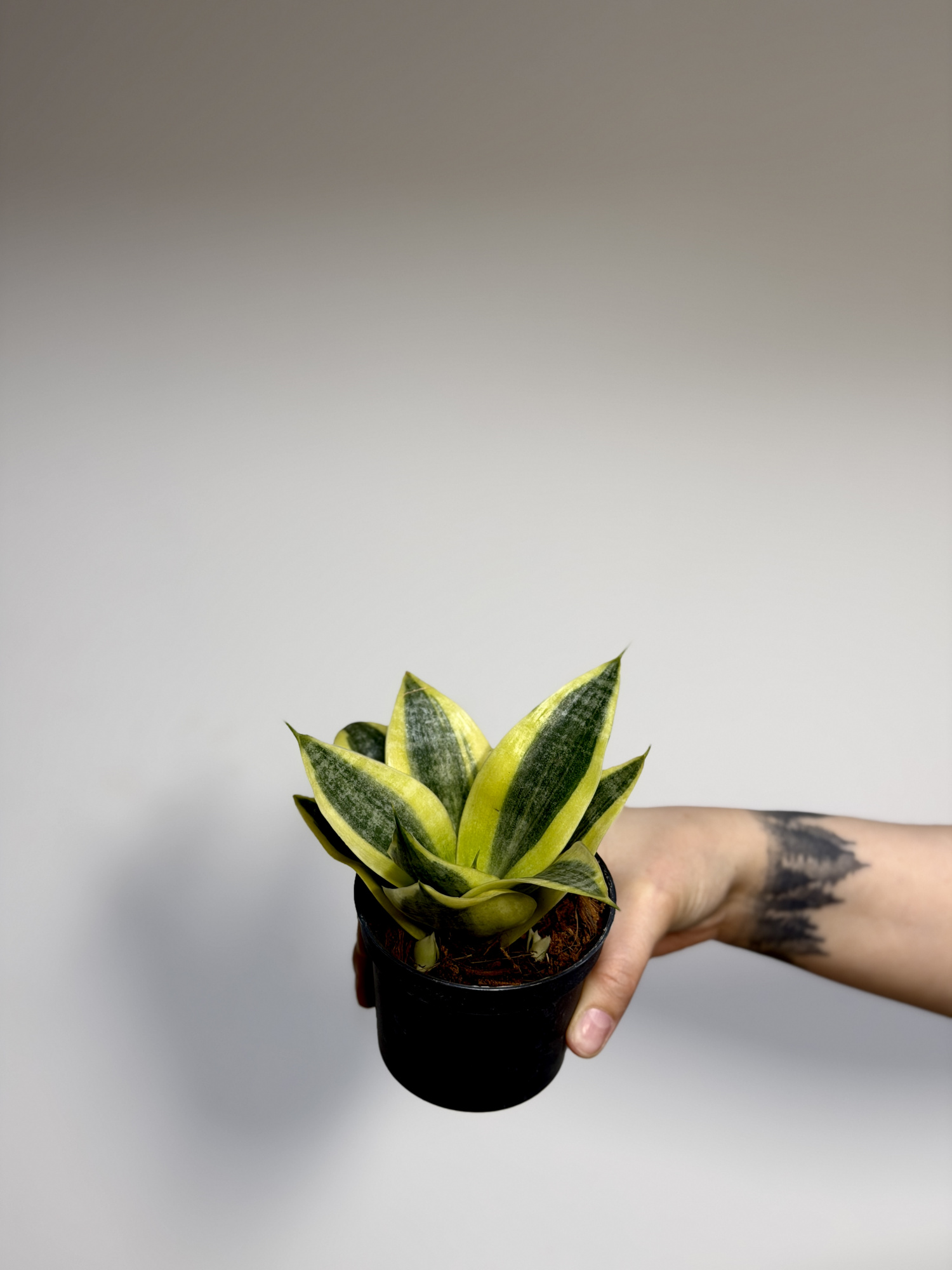 Сансевиерия Ханни Сан (Sansevieria Hahnii Sun) D9см