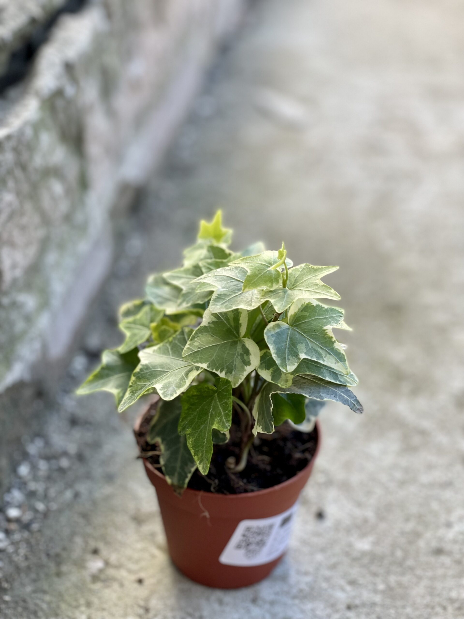 Хедера Хеликс Вариегата, Плющ (Hedera Helix Variegata) D6см