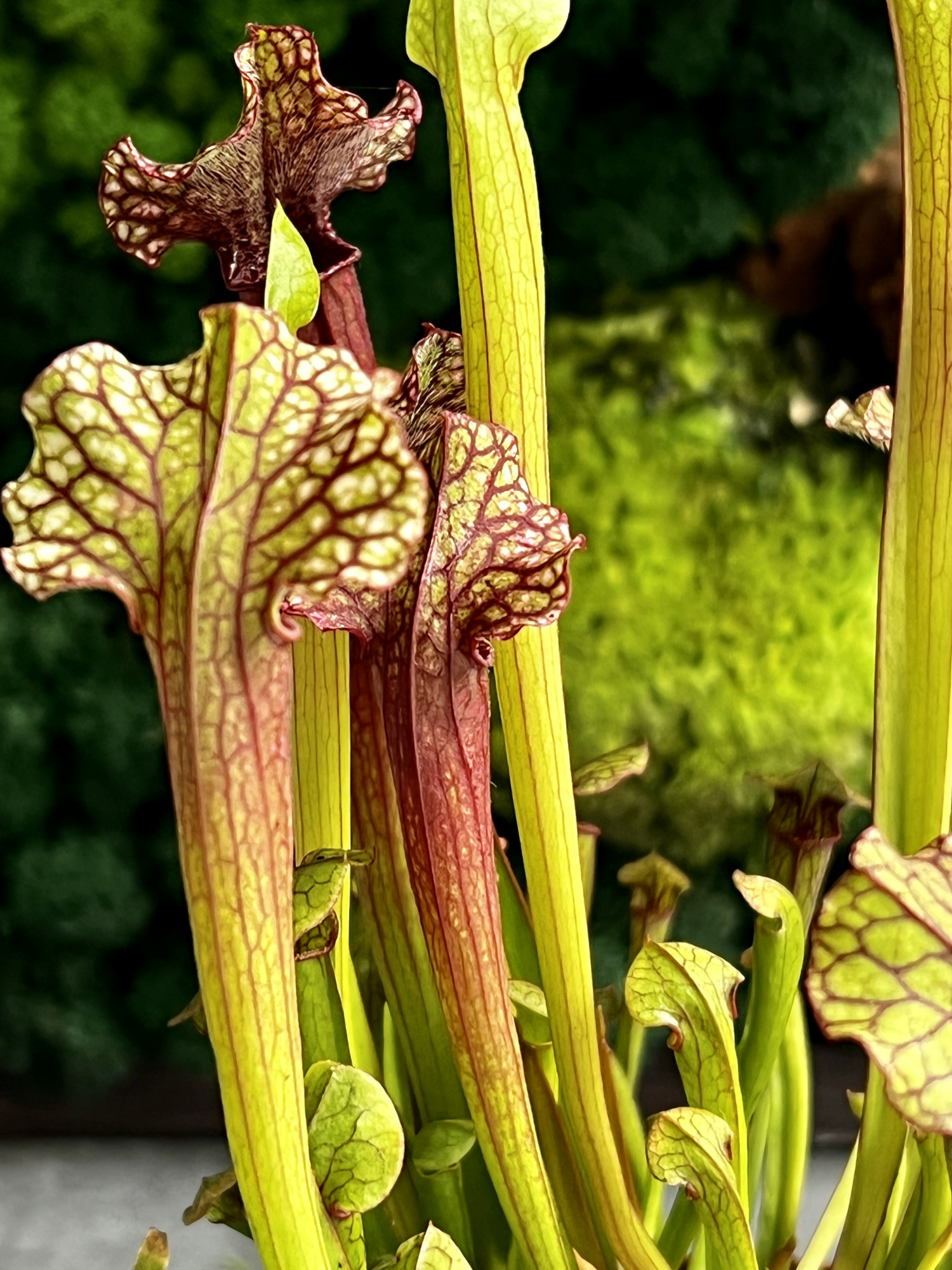 Саррацения Джудит Хиндл (Sarracenia «Judith Hindle») D9см