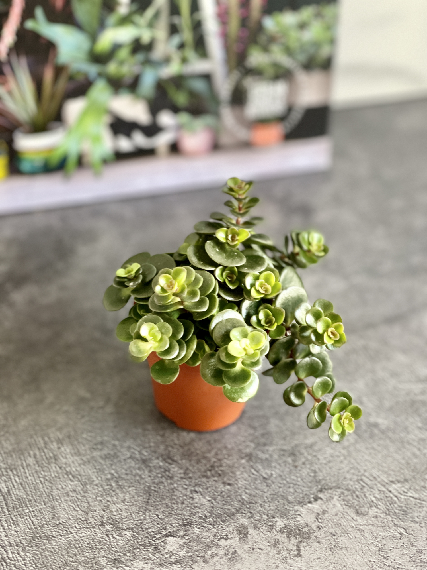 Седум Торнадо (Sedum Tornado) D5см