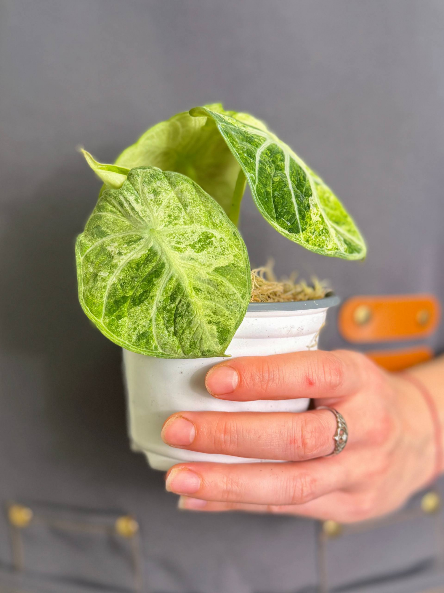 Алоказия Ниндзя Альба Вариегатная (Alocasia Ninja Alba Variegated) D9см