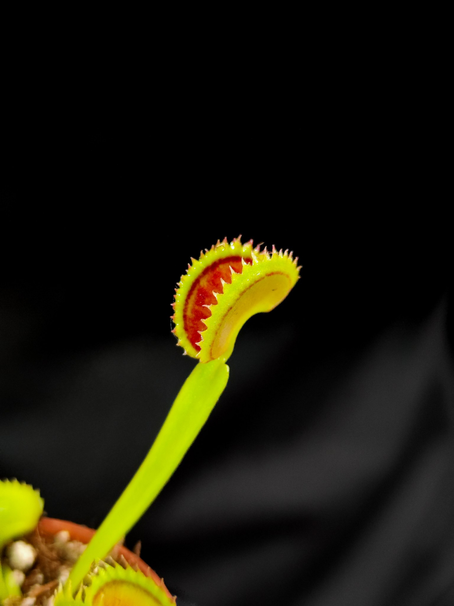 Венерина Мухоловка Дракула (Dionaea Muscipula Dracula) D5см