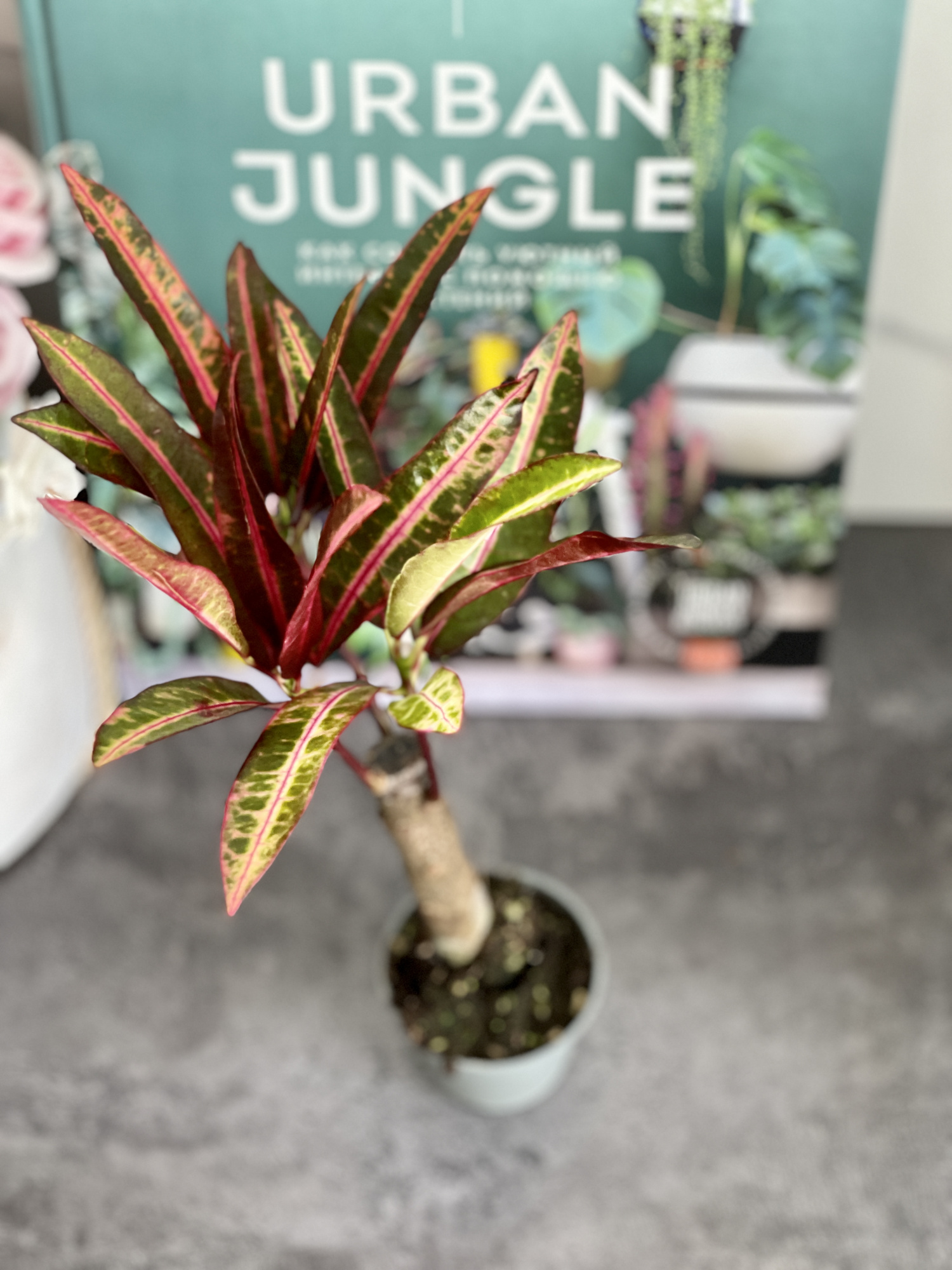 Кодиеум Экскуренс (Codiaeum Excurrens) D6см