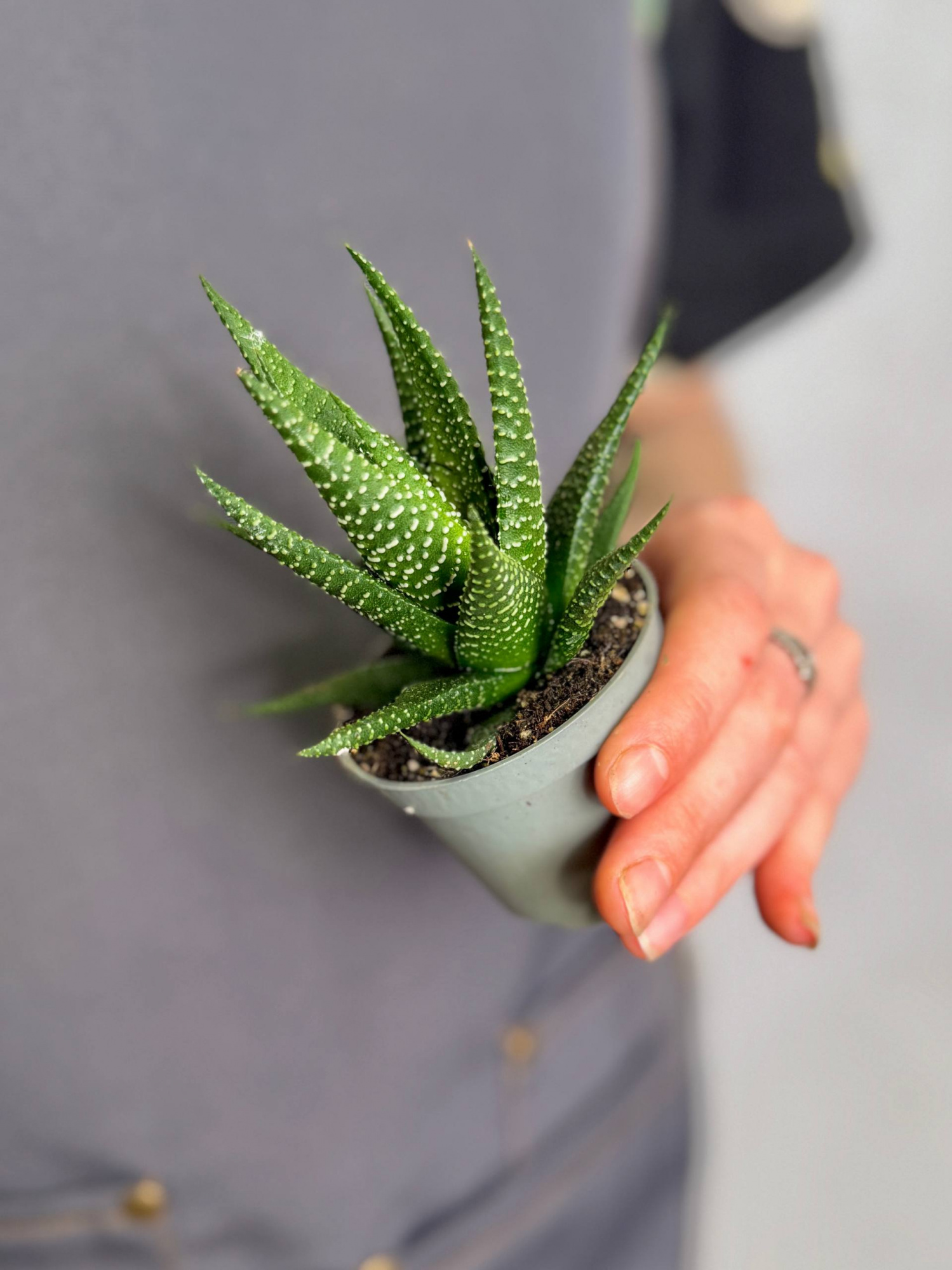 Хавортия Жемчужная Мэджик (Haworthia Margaritifera Magic) D5см