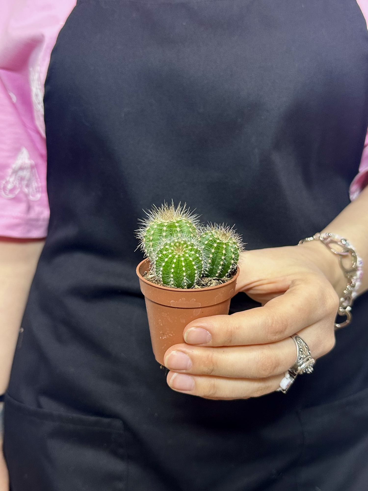 Нотокактус Вараси Груп (Notocactus Warasii Group) D5см