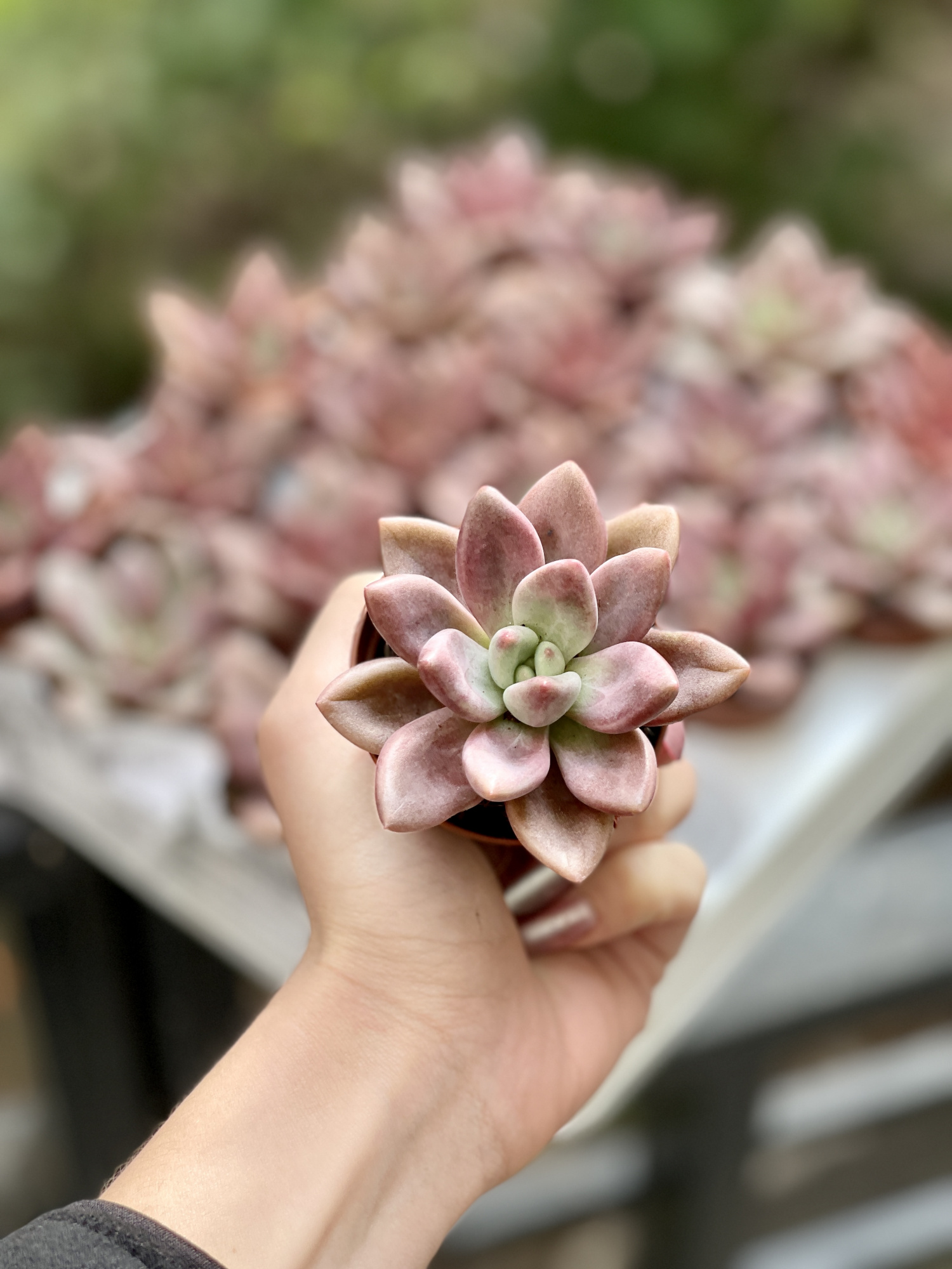 Граптоверия Рози Кроу (Graptoveria Rosie Crow) D5см