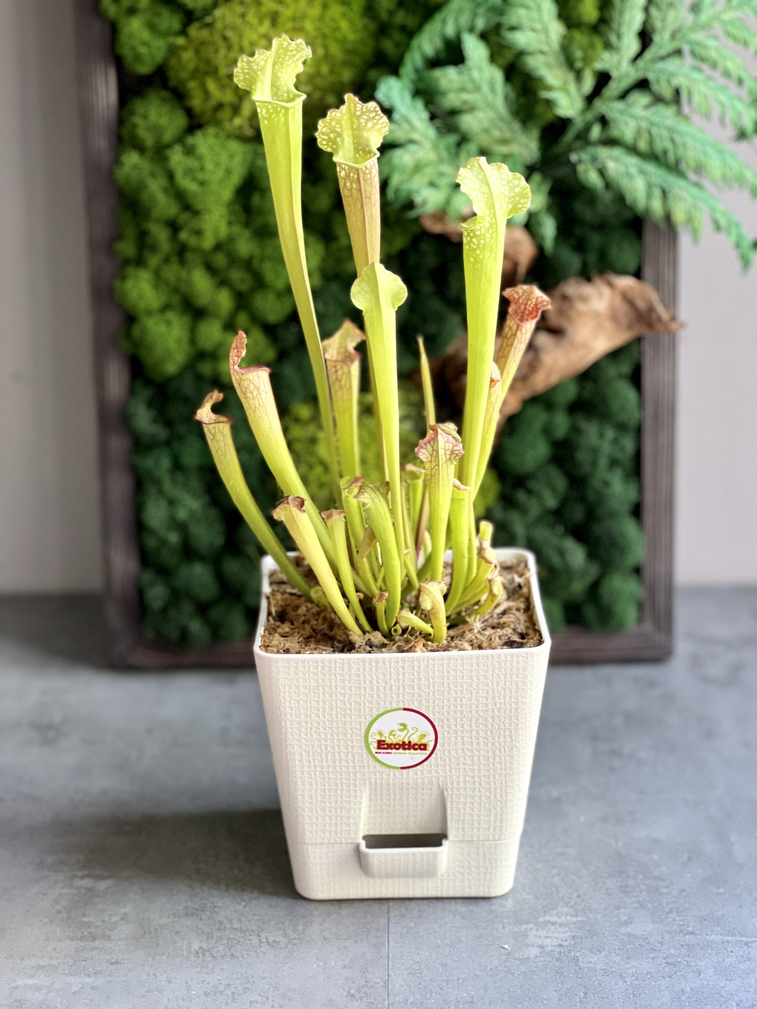 Саррацения Лейкофилла Компакта  (Sarracenia Leucophylla Compacta) пересаженная D12см