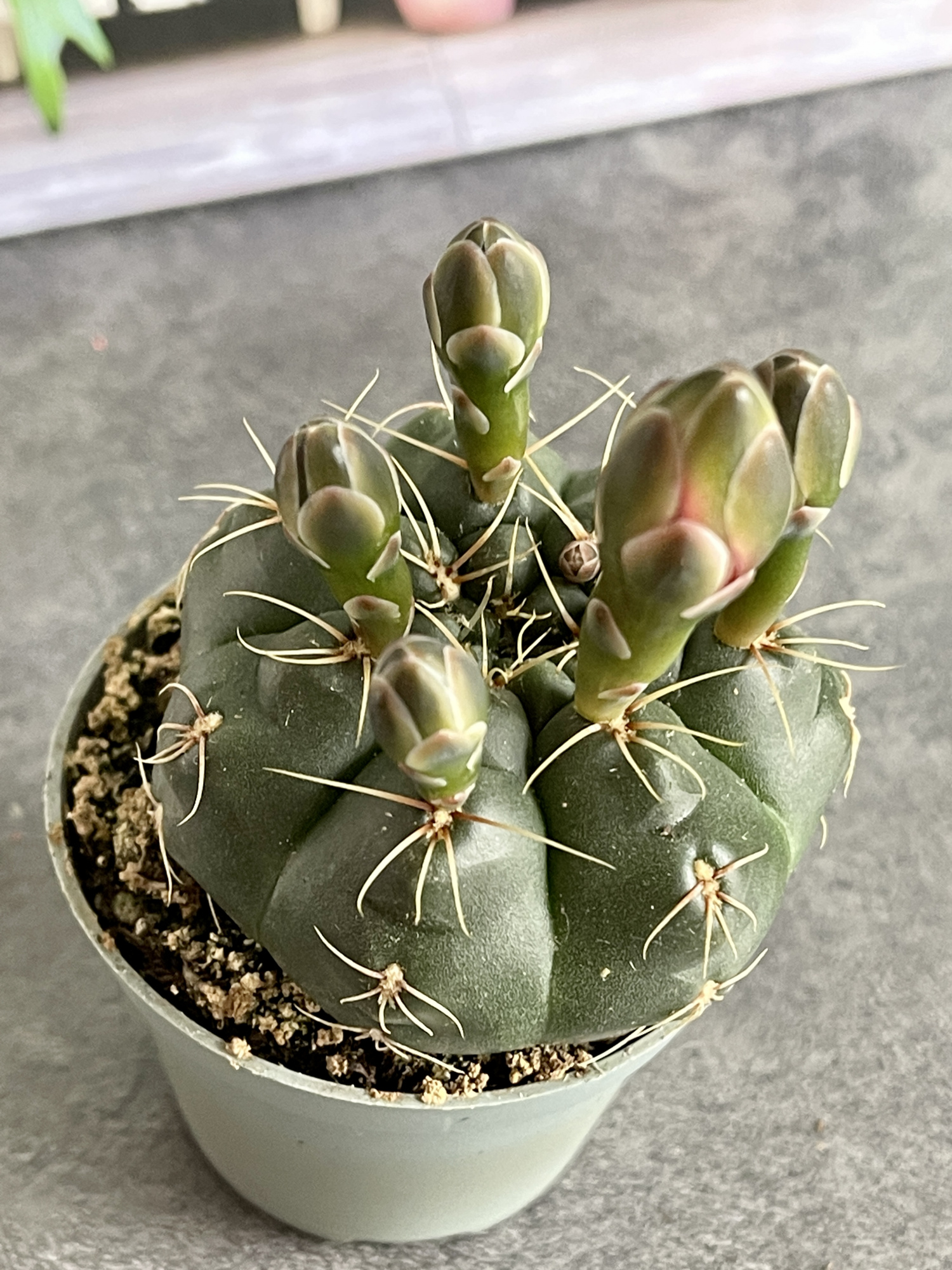 Гимнокалициум Балдианум (Gymnocalycium Baldnum) D5см