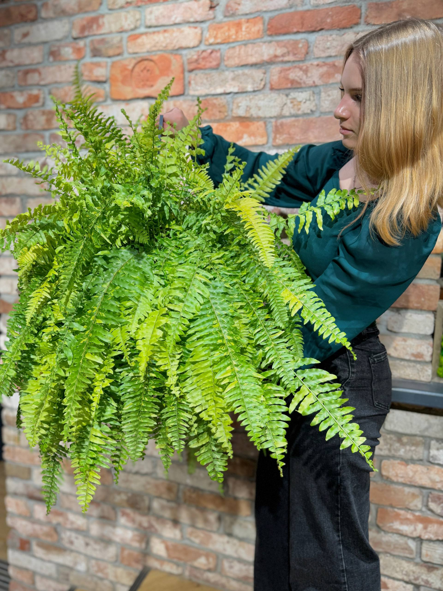 Нефролепис Тайгер Ферн Вариегатный (Nephrolepis Exaltata Tiger Fern) D20см