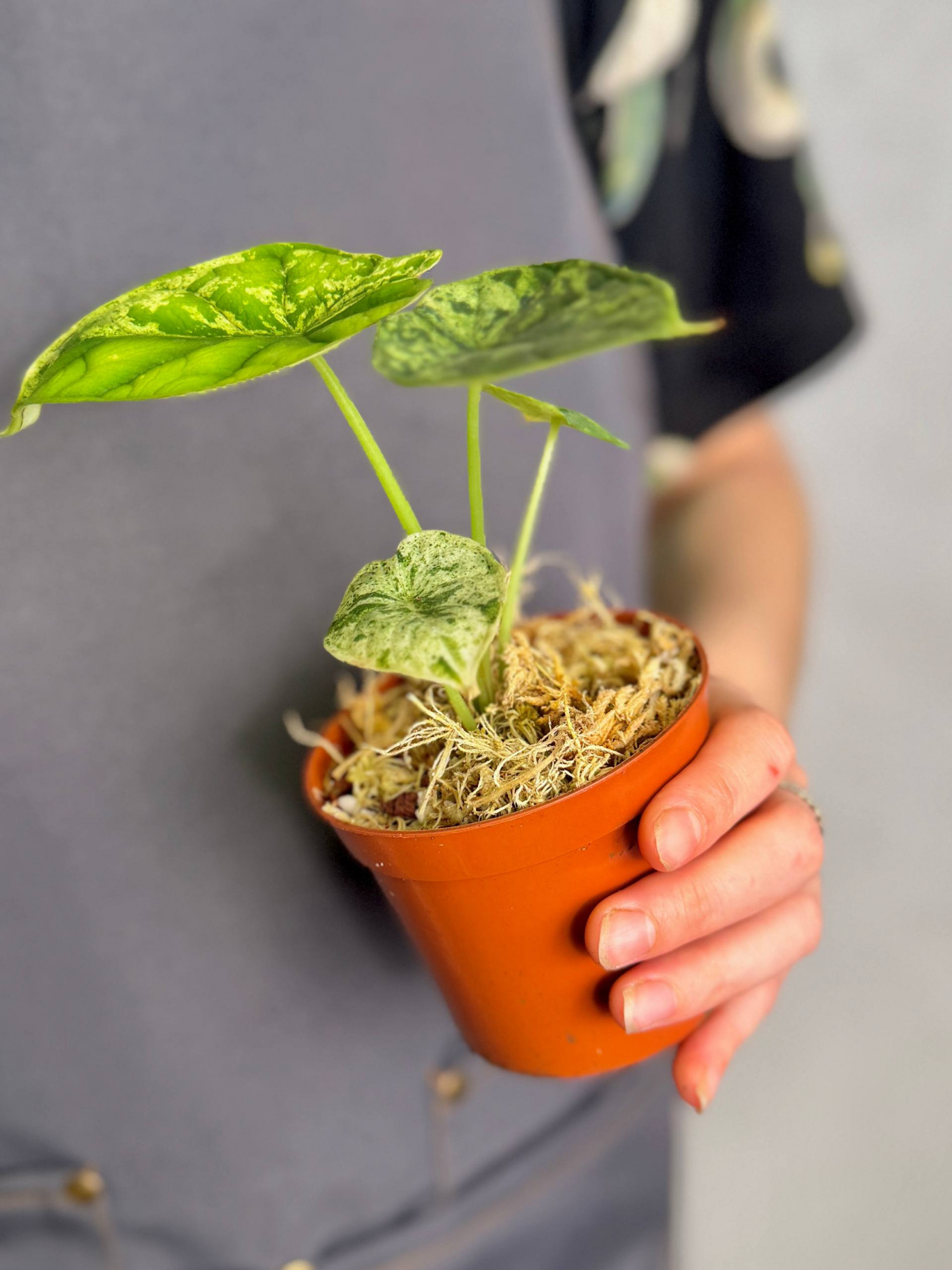 Алоказия Драгон Скейл Минт Вариегатная (Alocasia Dragon Scale Mint Variegata) D9см