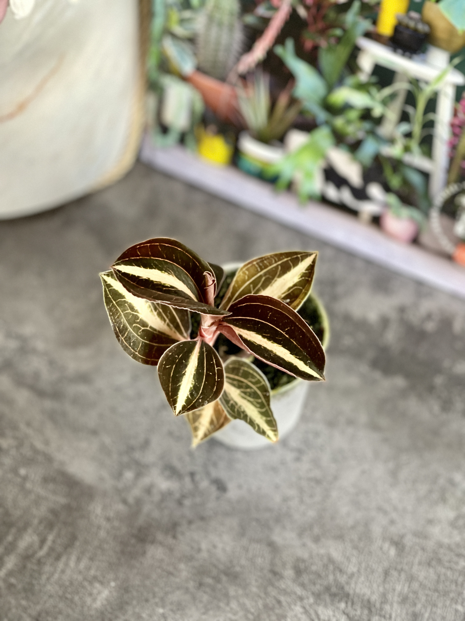 Орхидея Драгоценная Карма Эмбер (Jewel Orchid Karma Amber) D7см
