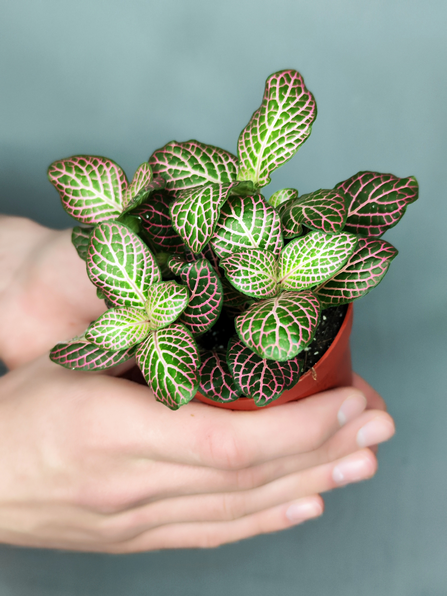 Фиттония Красный Ангел (Fittonia Red Angel) D8,5см
