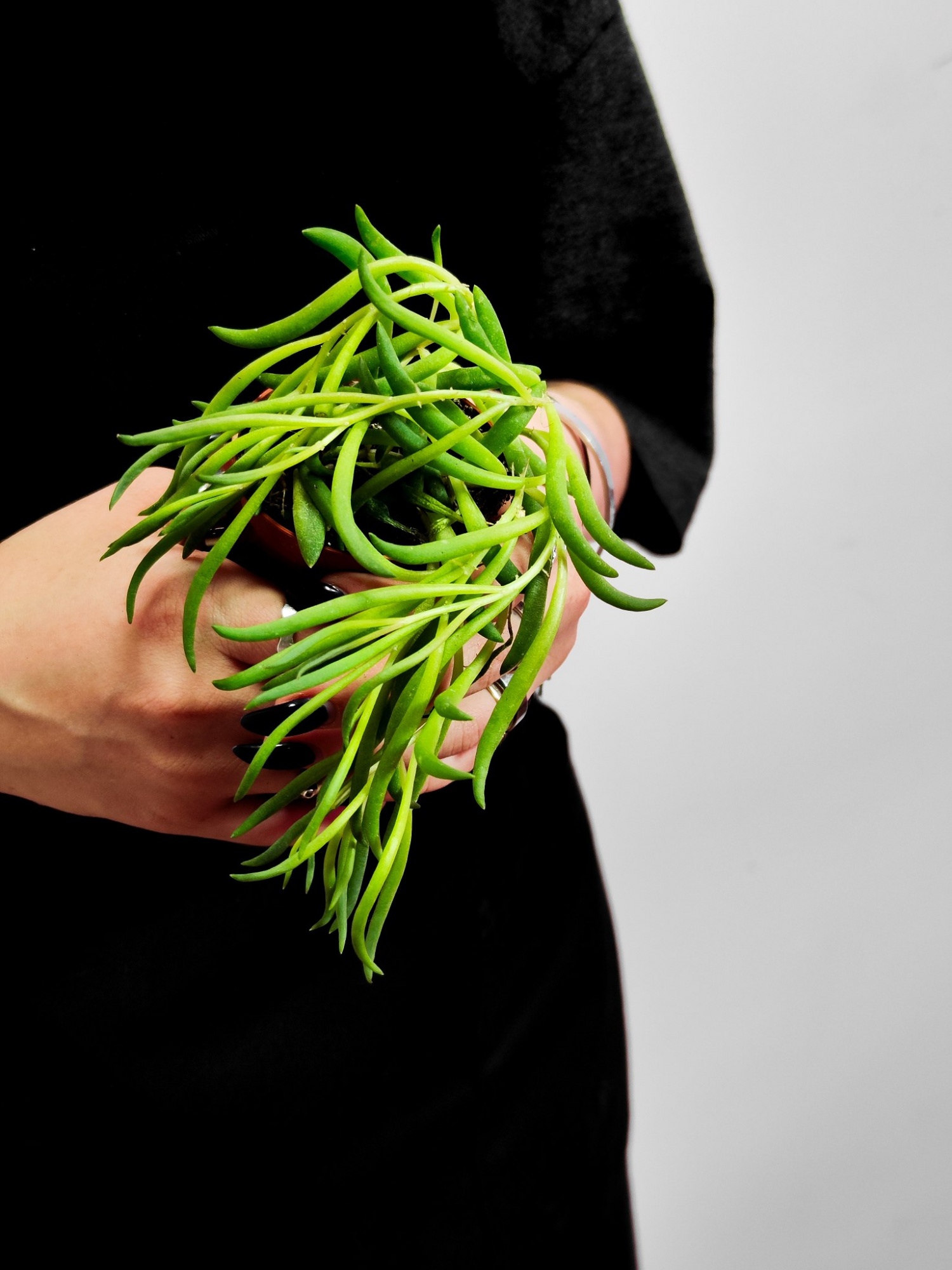 Крестовник "Рыболовные Крючки" (Senecio String of Fishhooks) D6см