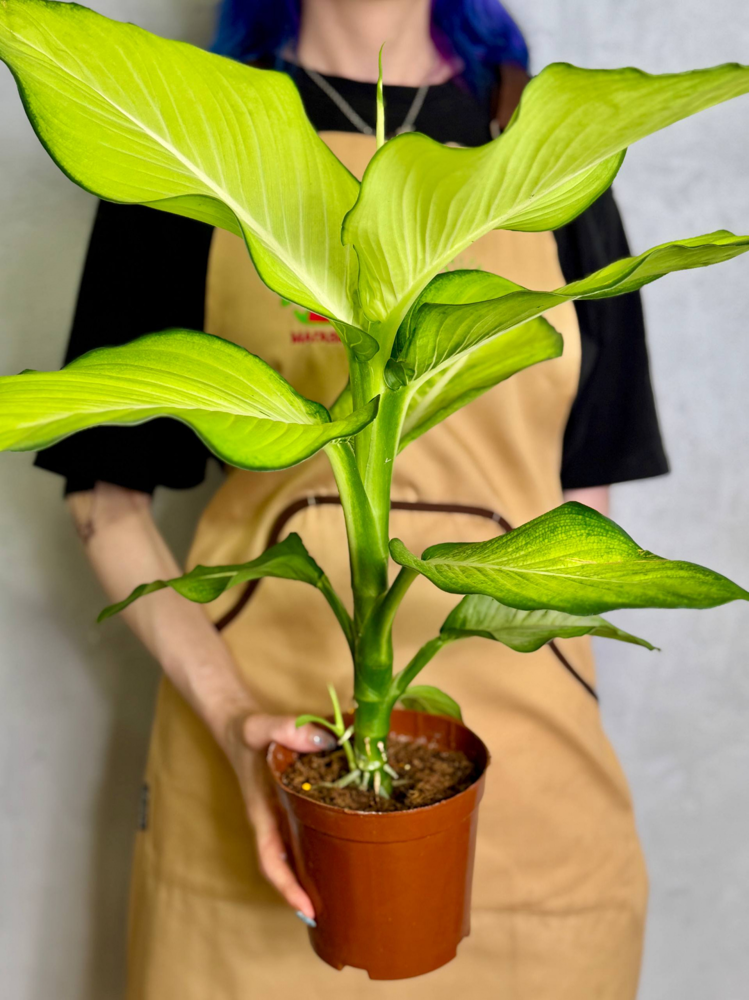 Диффенбахия Тропик Марианна (Dieffenbachia Tropic Marianne) D15см