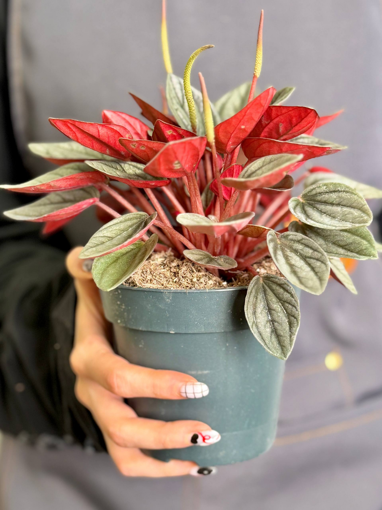 Пеперомия Каперата Санторини (Peperomia Santorini) D12см