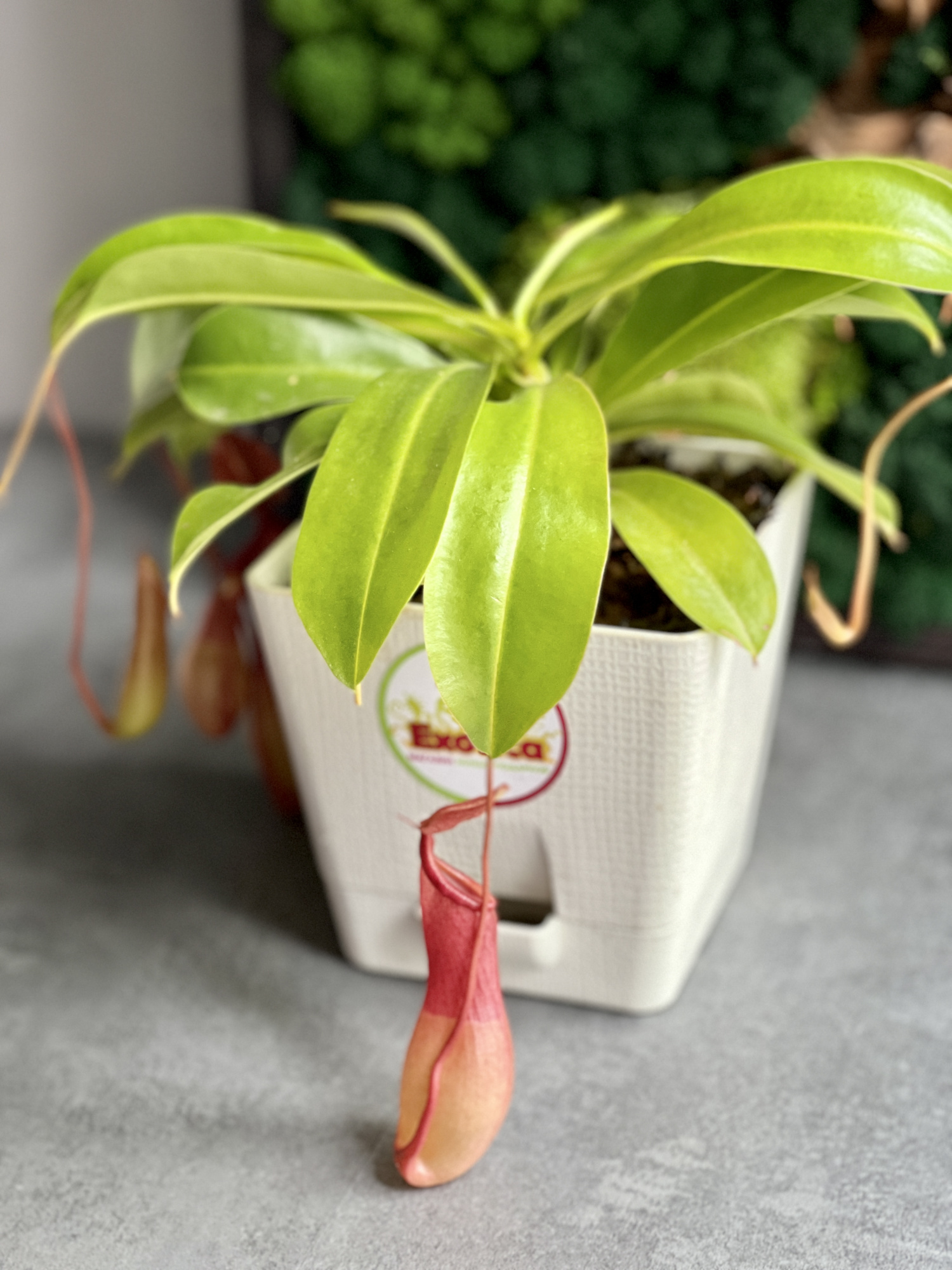 Непентес Вентрата (Nepenthes Ventrata) пересаженный D12см