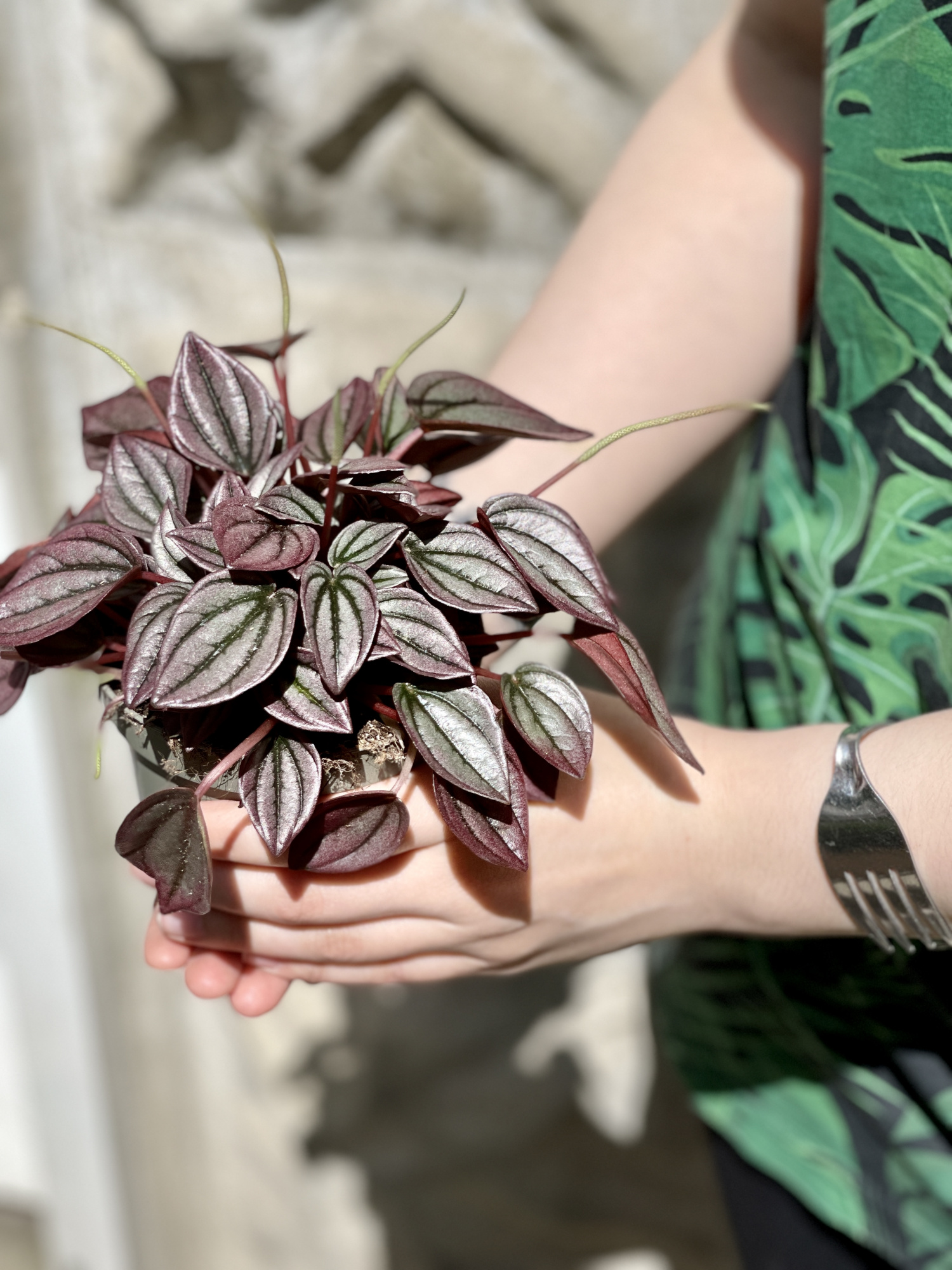 Пеперомия Каперата Кайен (Peperomia Сaperata Cayenne) D11см