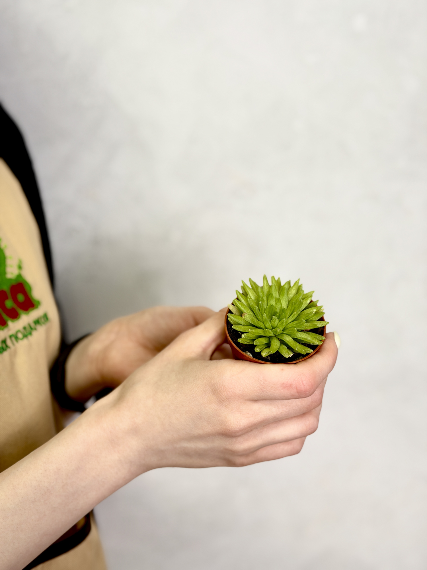 Хавортия Кикухигаса (Haworthia Kikuhigasa) D5см