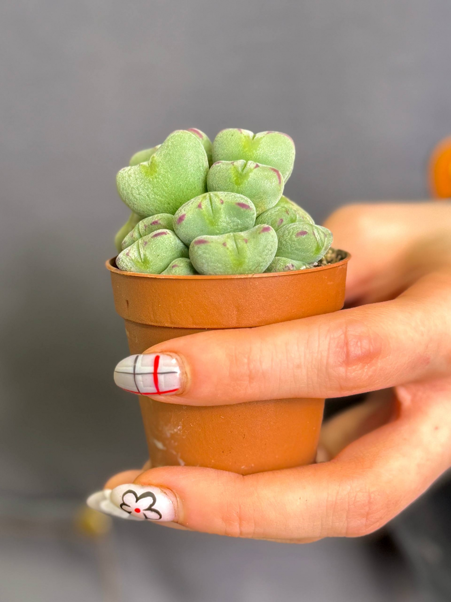 Конофитум Мейера (Conophytum meyeri) D5см